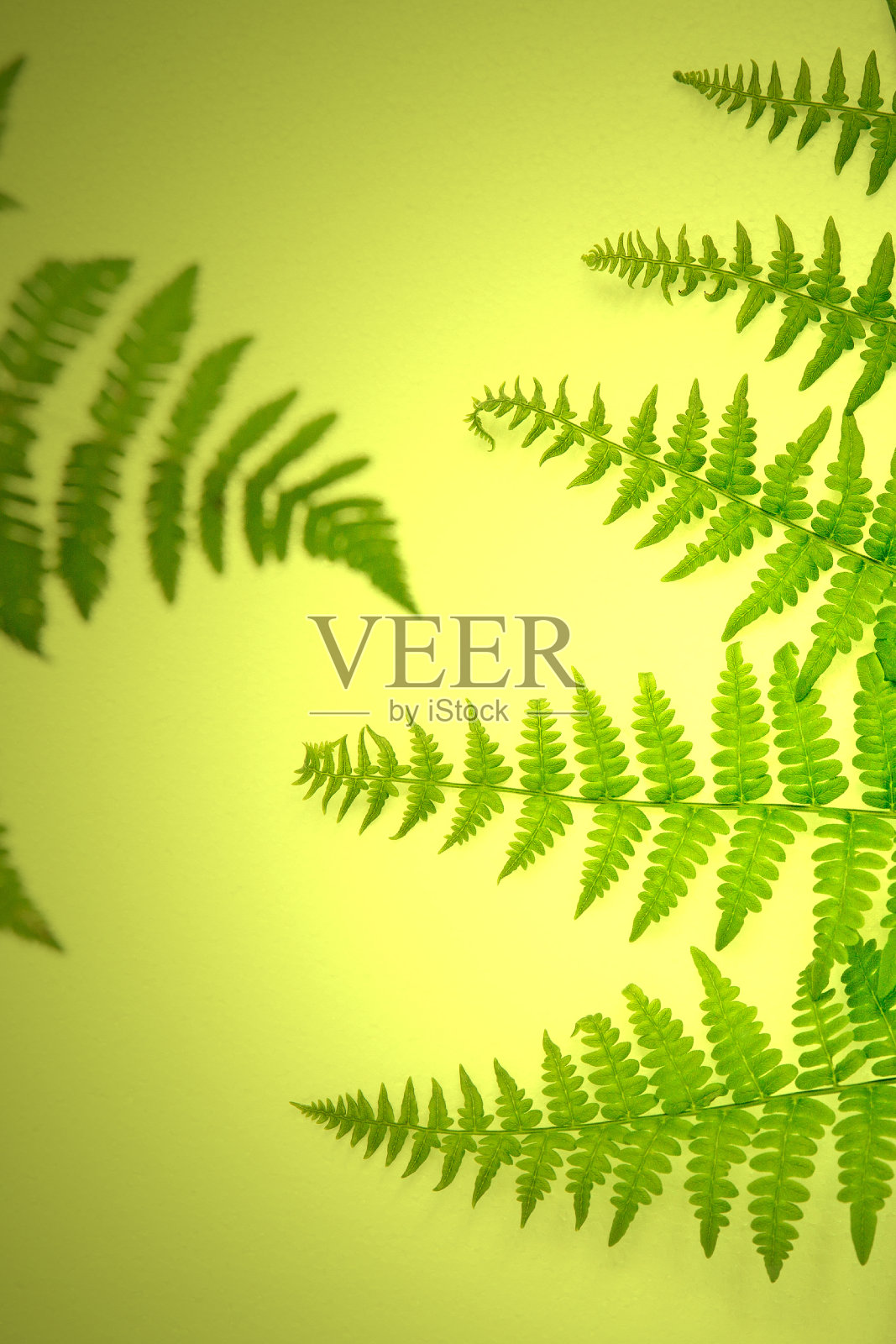 不完美的野生蕨类的叶子在发光的黄色灯光背景下照片摄影图片