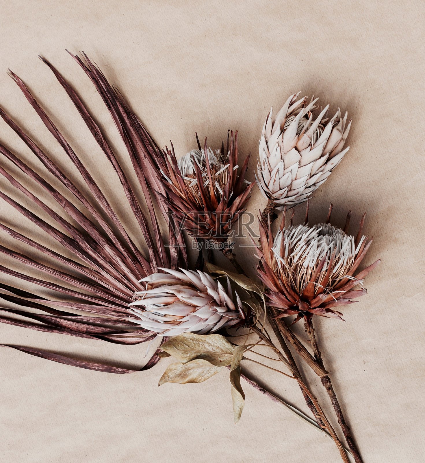 干燥的异国花朵Protea和米色纹理背景阴影近。海报。最小的植物的概念照片摄影图片