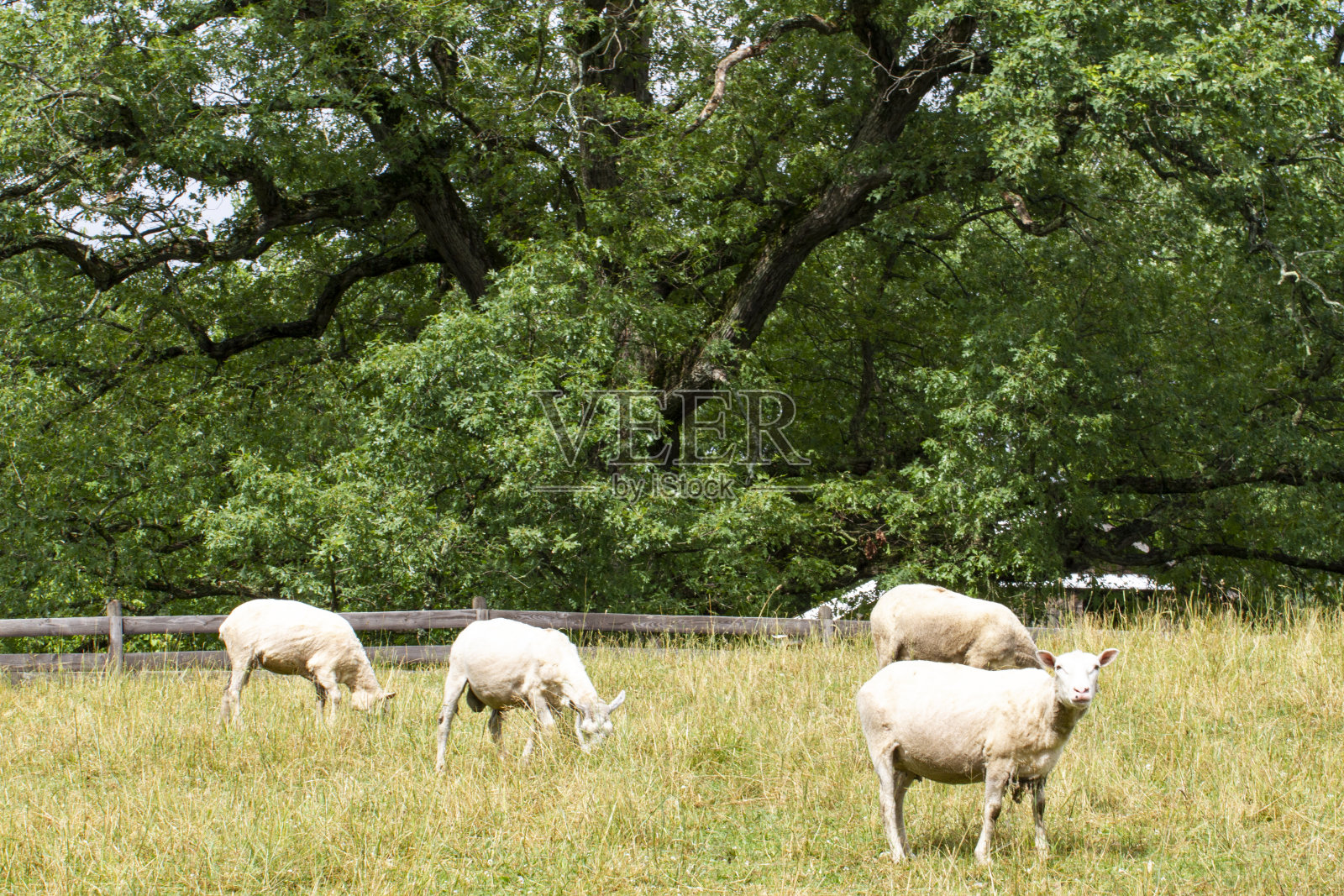 四只羊在牧场里吃草照片摄影图片
