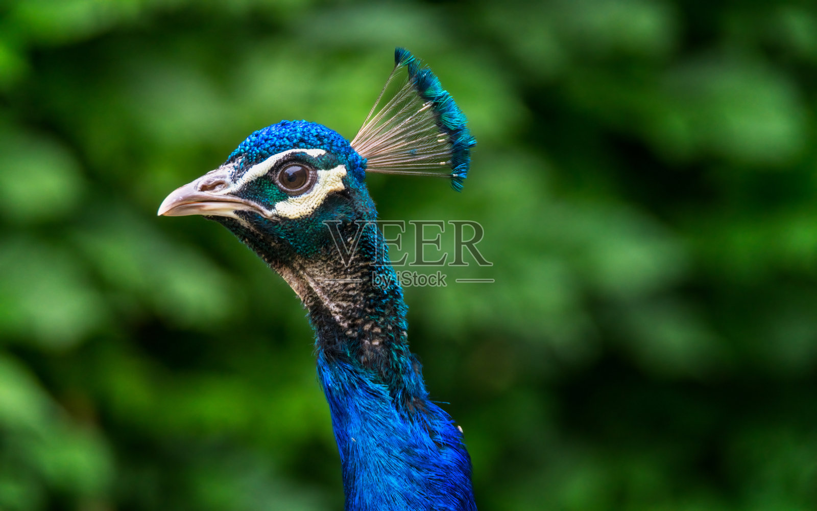 孔雀的肖像照片摄影图片