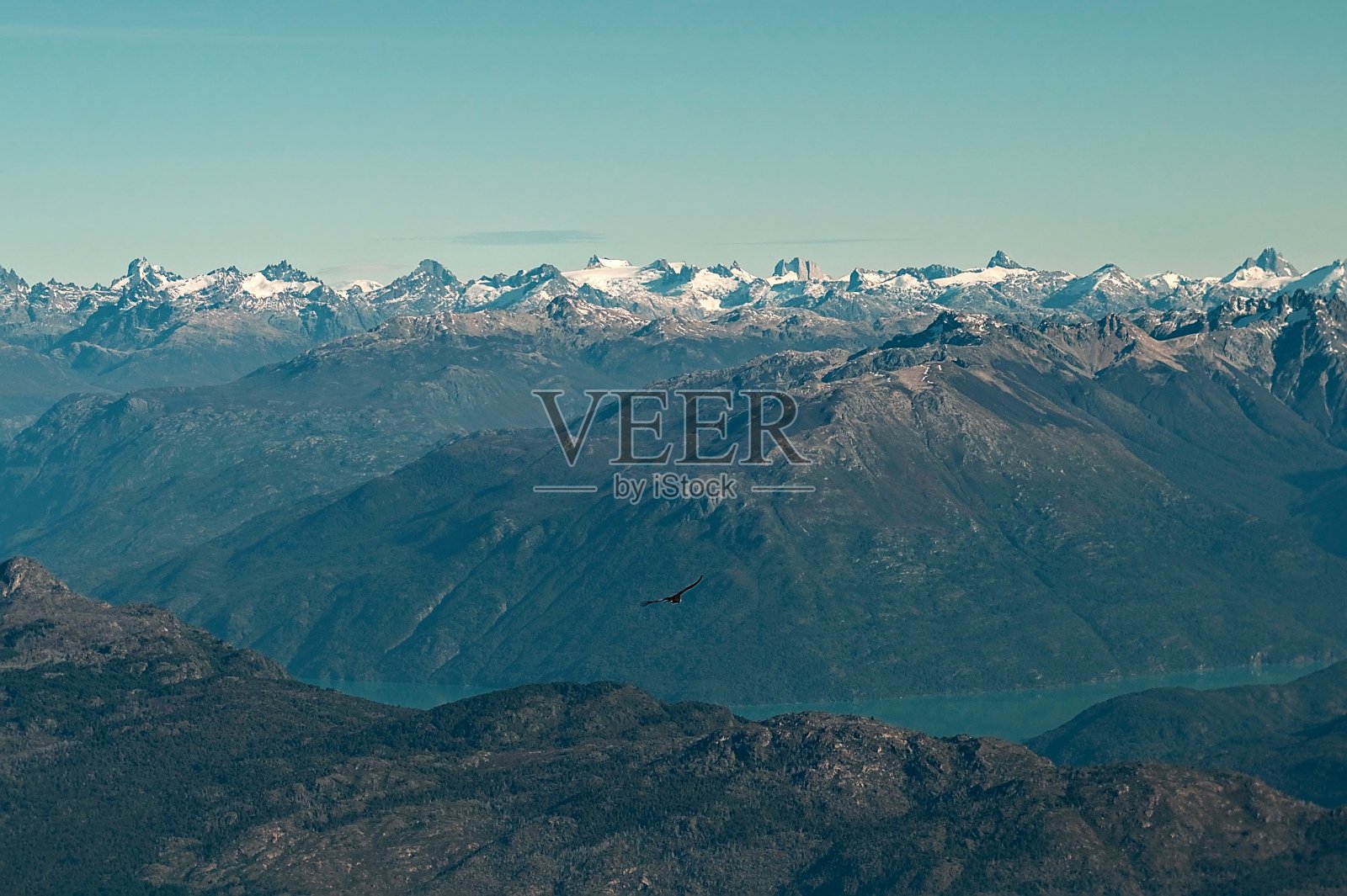飞来飞去照片摄影图片