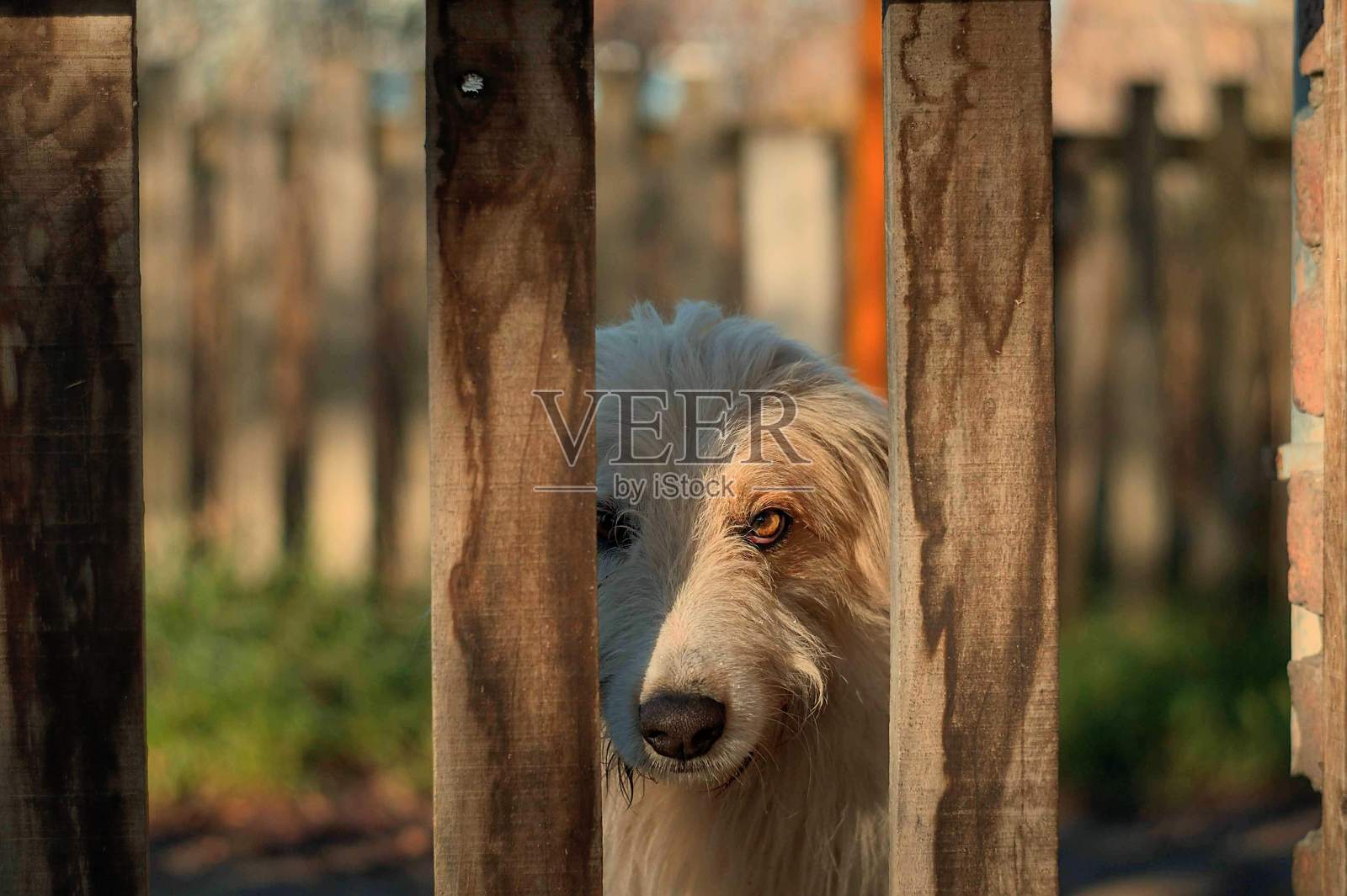 狗在篱笆照片摄影图片