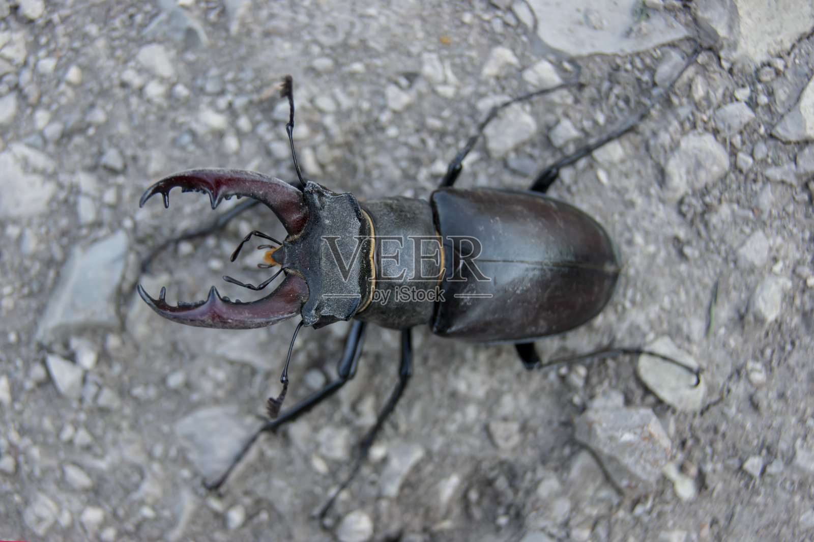 鹿角虫。红皮书里的一只甲虫。一种非常罕见的甲虫。照片摄影图片