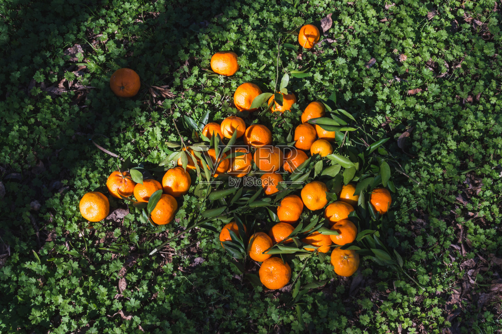 新割的下水道躺在绿色的草地上照片摄影图片