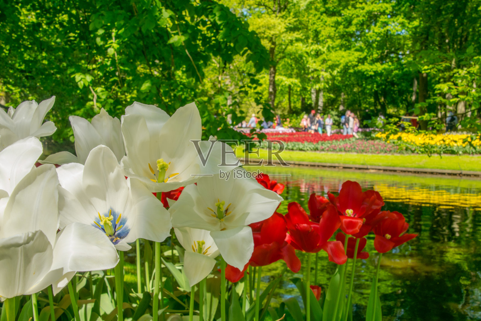 荷兰的花照片摄影图片