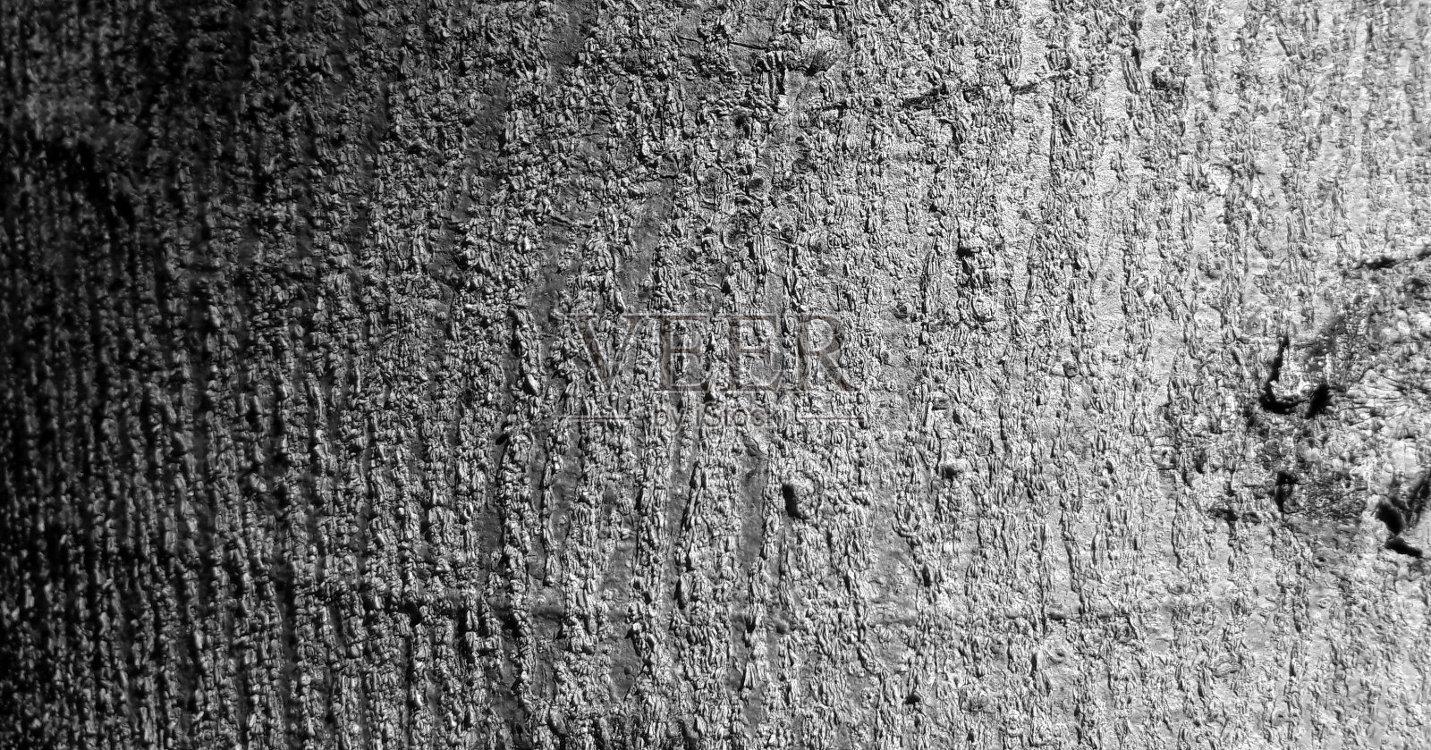 黑白照片与苔藓和地衣浮雕纹理。树皮的圆形全景图。树皮纹理特写，树皮纹理背景。中午在太阳下拍照照片摄影图片