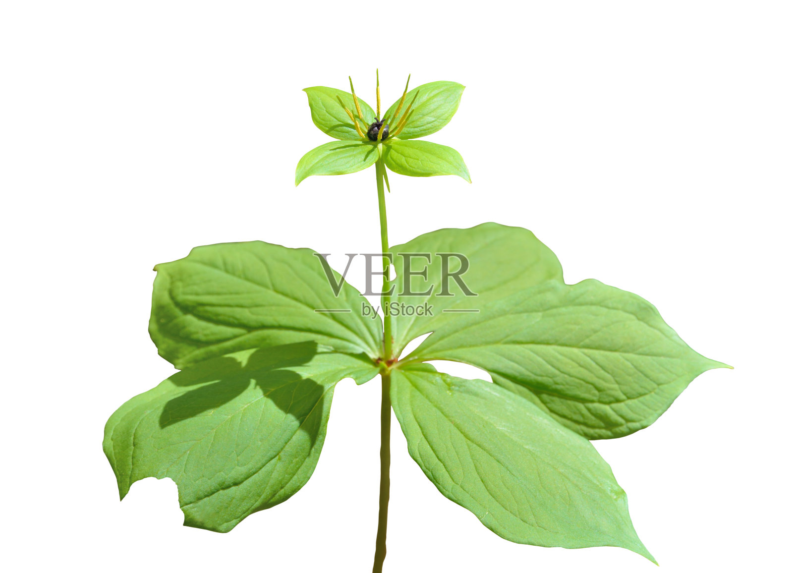 盛开的有害草本巴黎(Paris hexaphylla)照片摄影图片