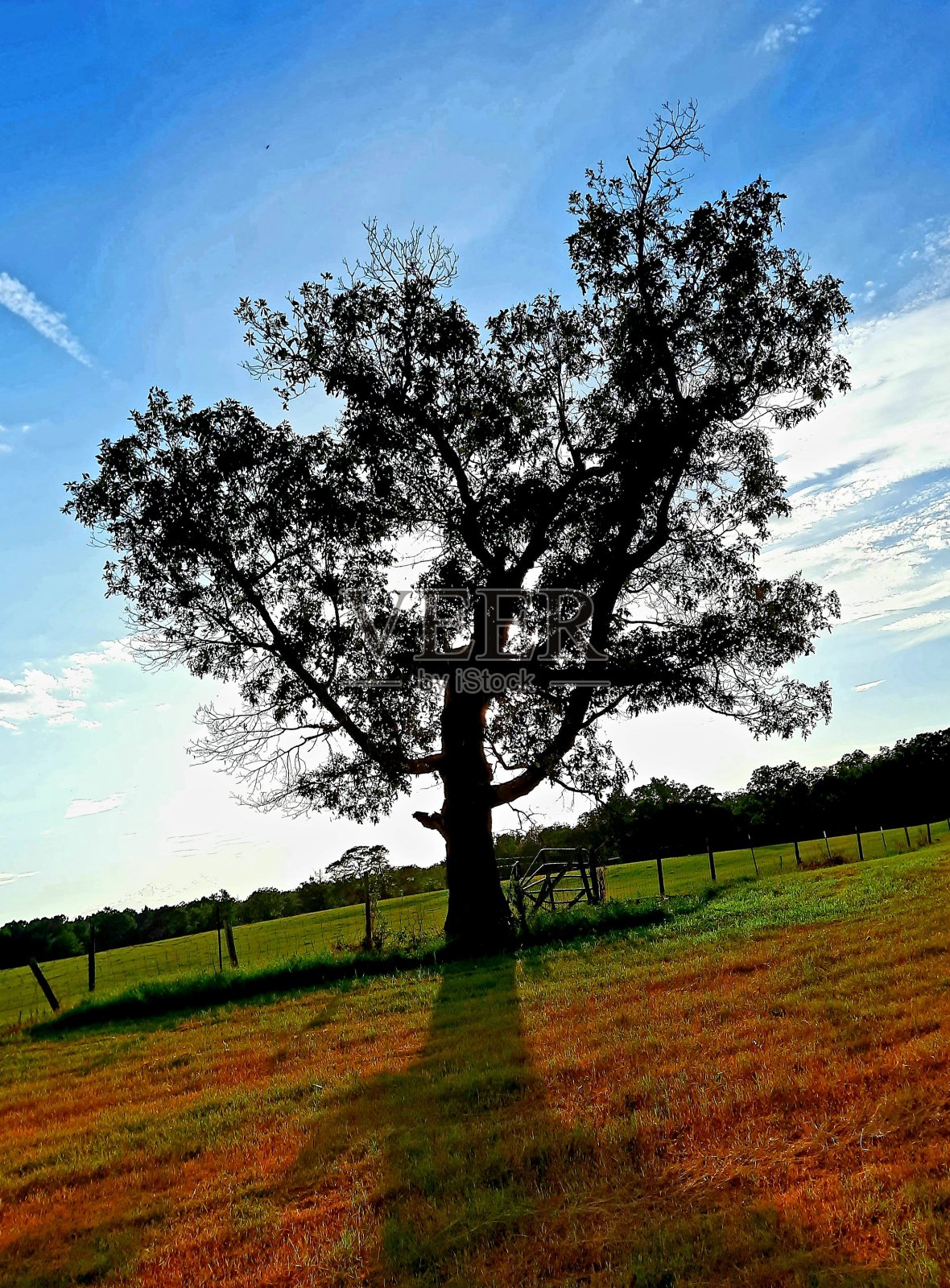 一个孤独的幸存者照片摄影图片