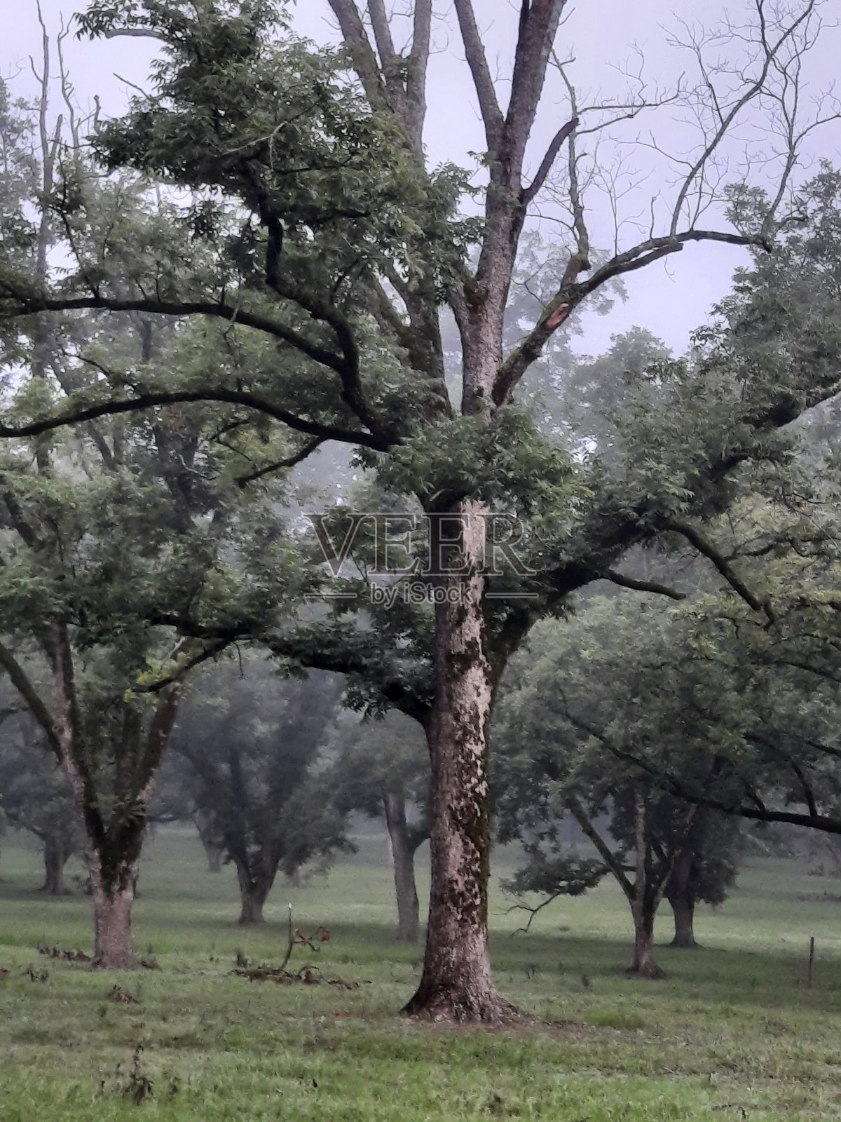 死亡气息照片摄影图片