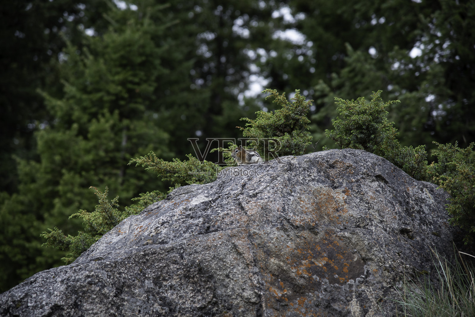 岩石上的金毛地松鼠照片摄影图片