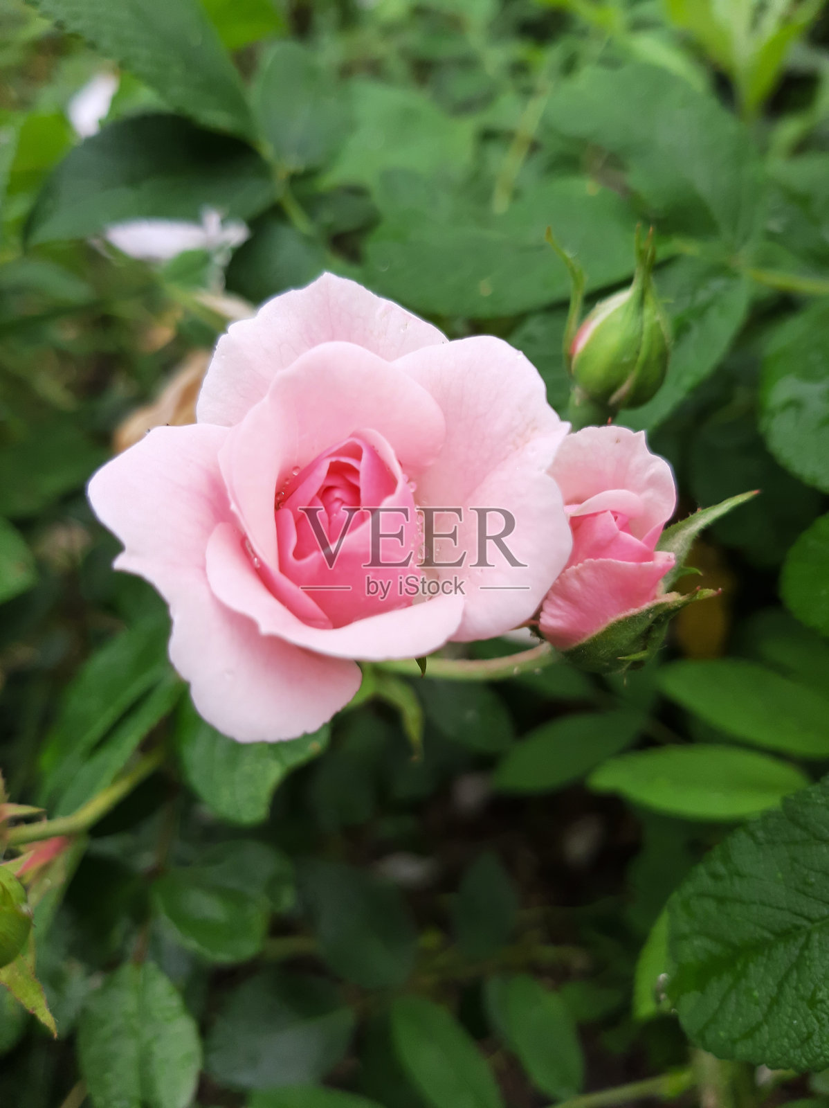 带蓓蕾的粉红色玫瑰。美丽的花朵照片摄影图片