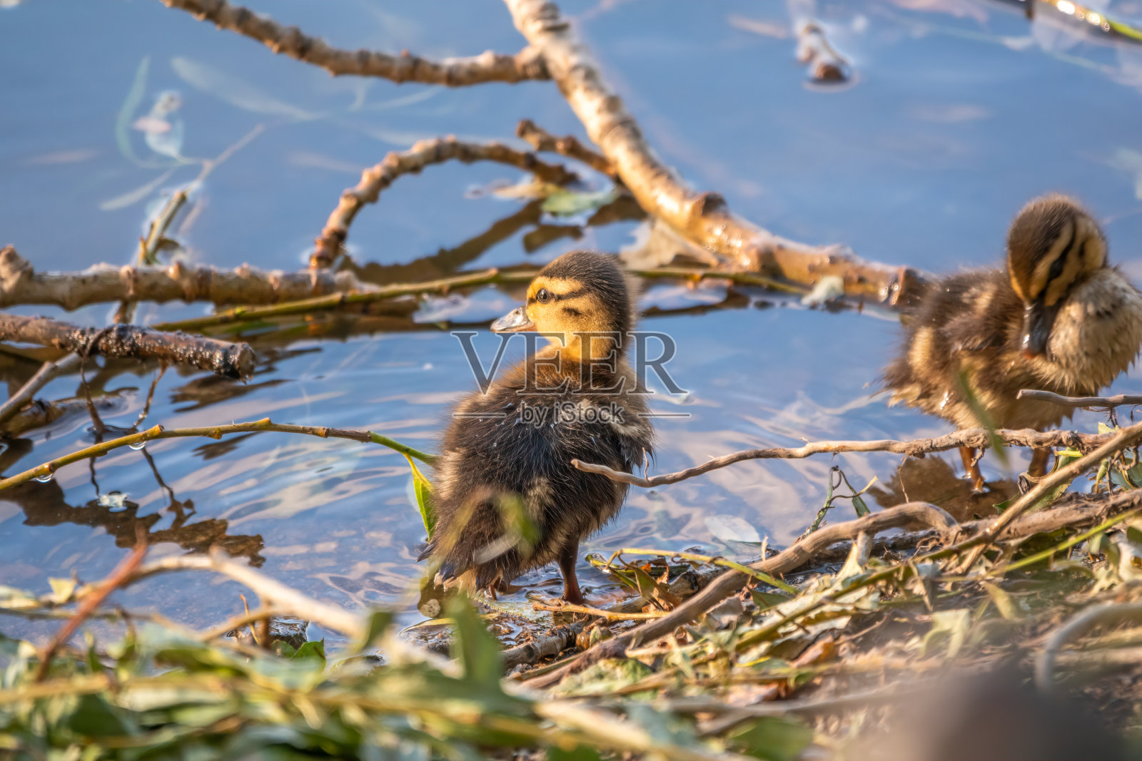 可爱的小鸭子独自站在平静的湖岸或河岸上照片摄影图片