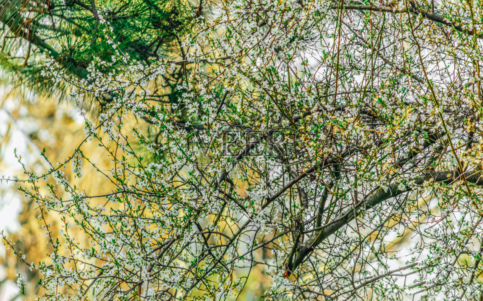 美丽的白色樱花在春天的树枝上照片摄影图片