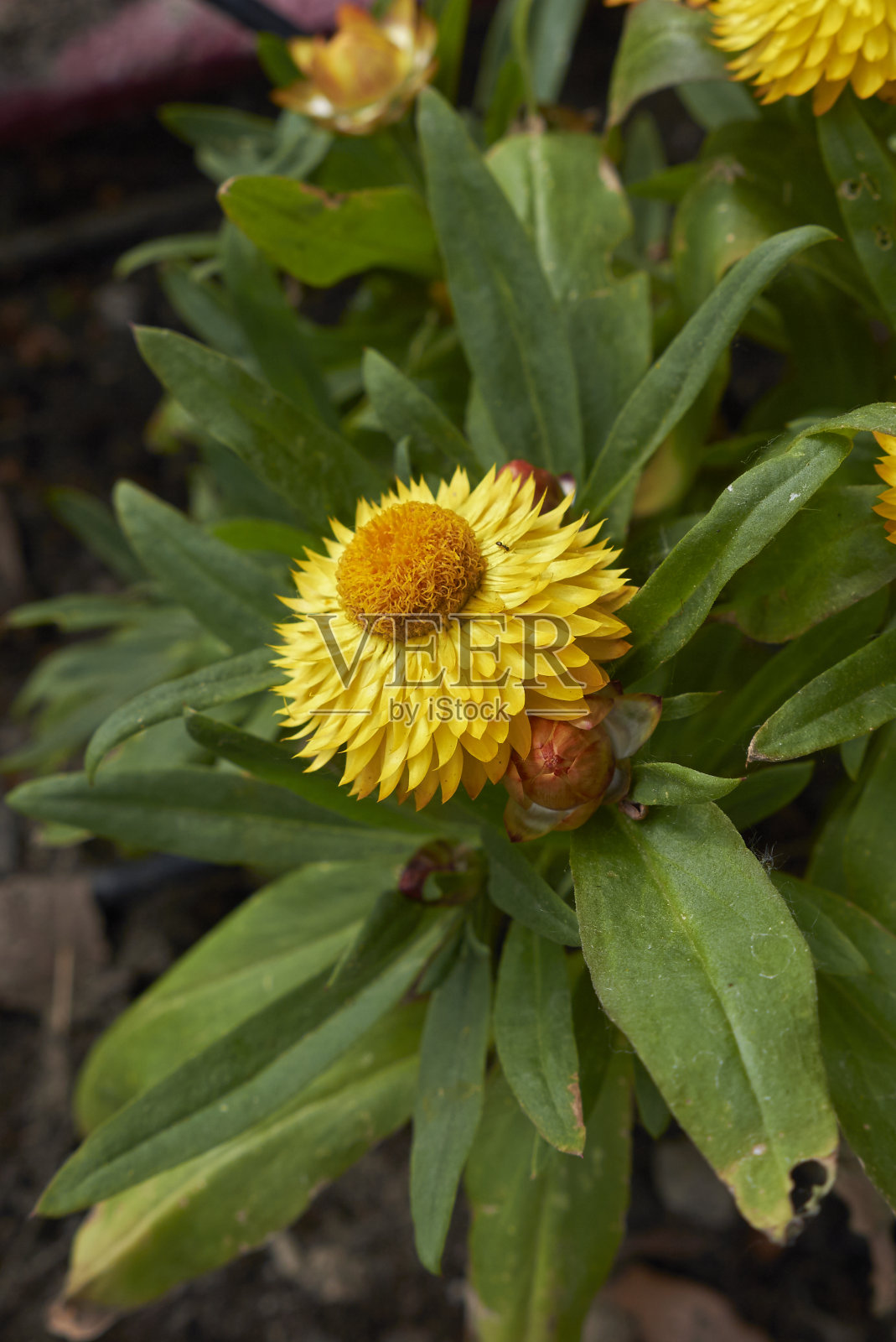 苞片旱金丝草开花照片摄影图片