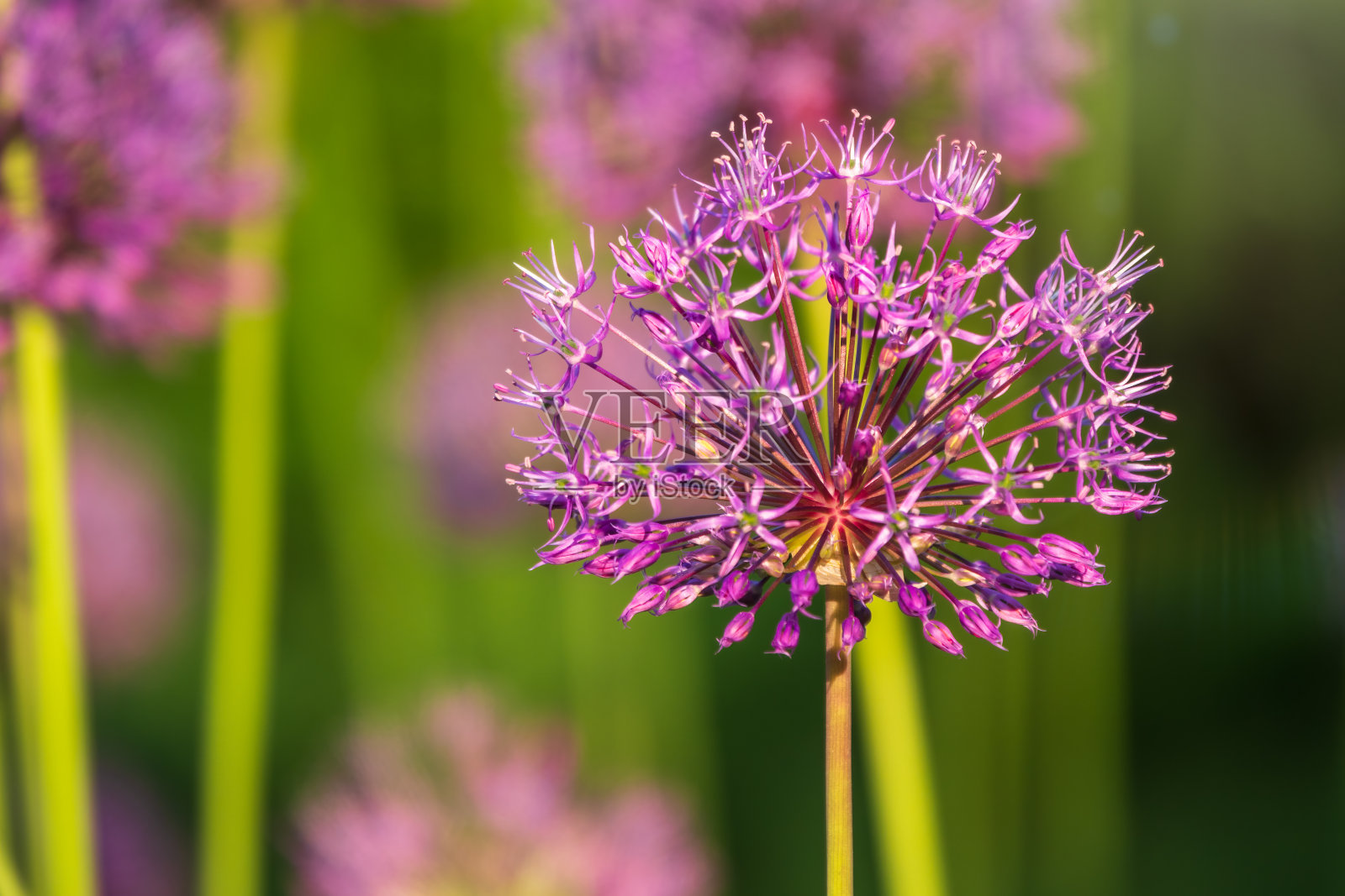 在花园里开花的葱，葱的花序特写照片摄影图片