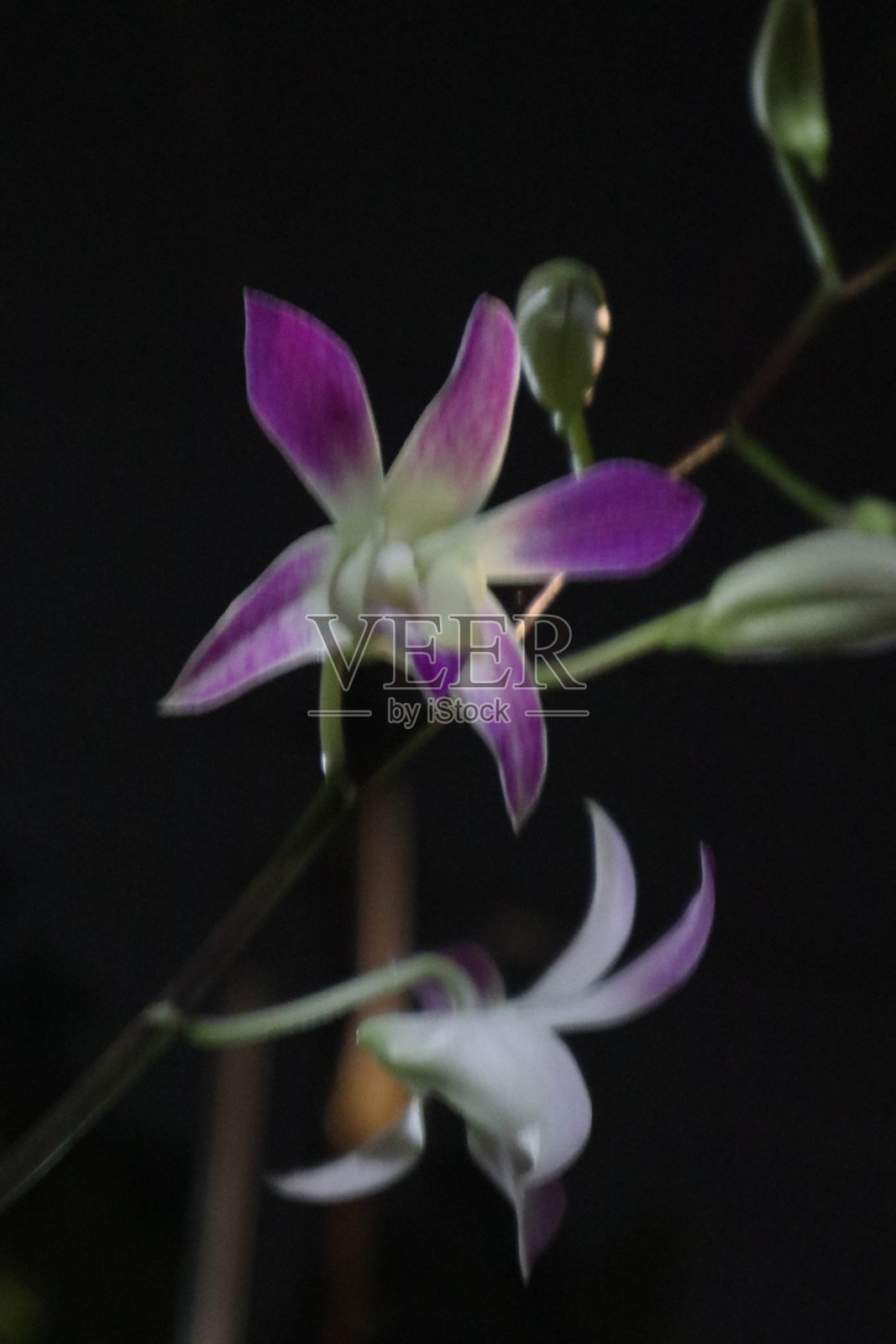 兰花的花照片摄影图片