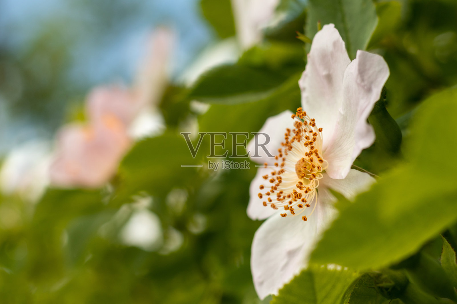 白玫瑰玫瑰。照片摄影图片