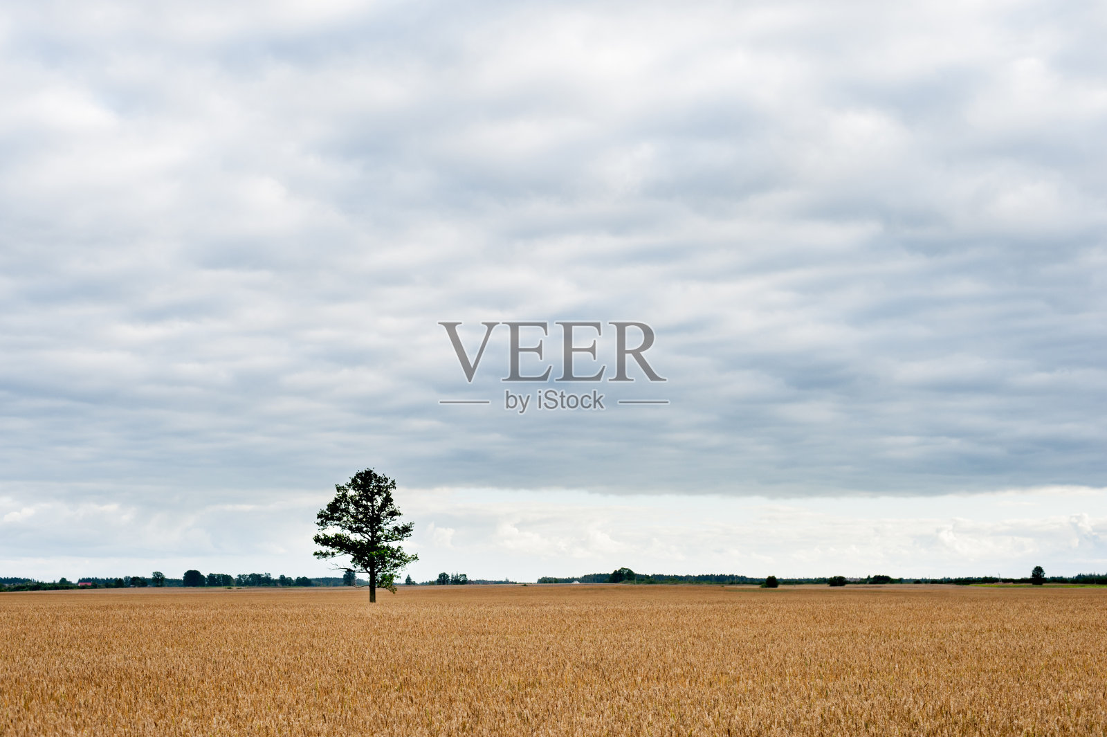 背景中的麦田和孤独的绿树。照片摄影图片