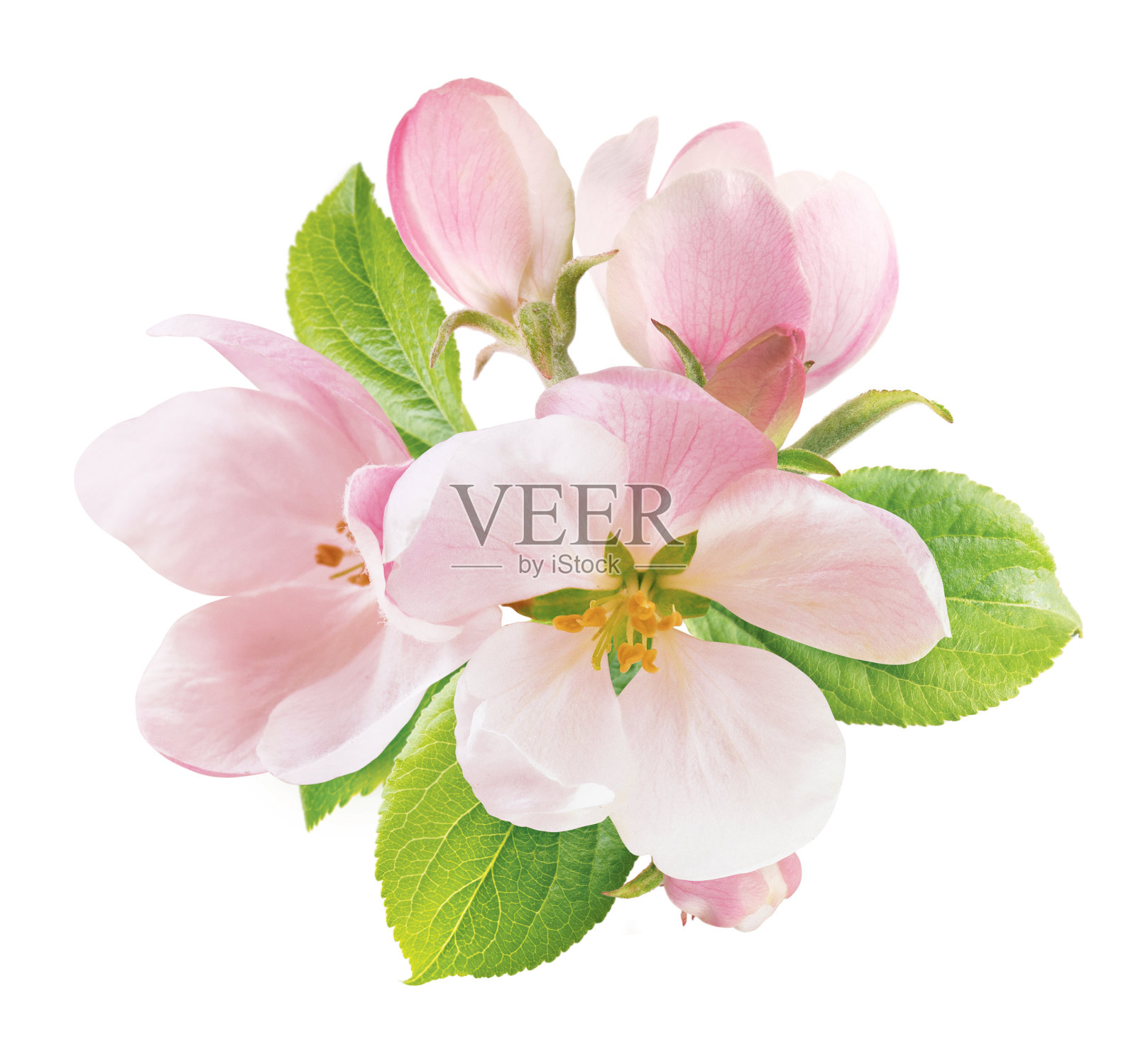 苹果树开花，绿叶孤立在白色上照片摄影图片