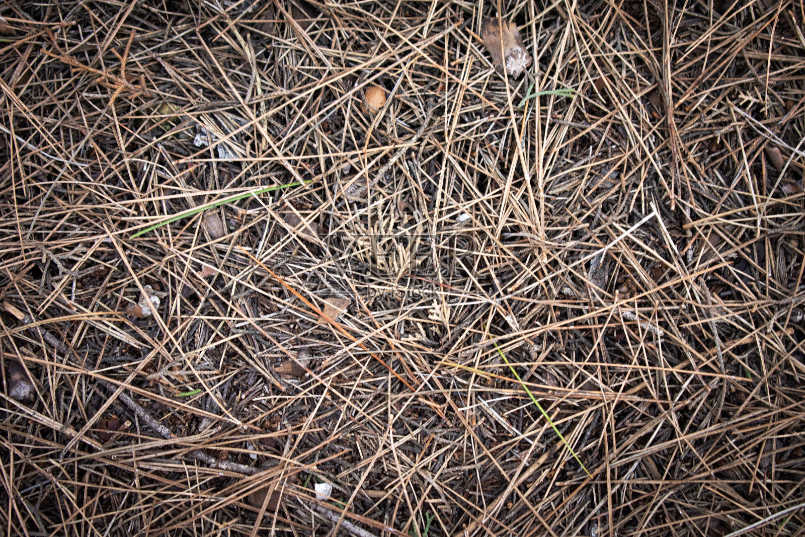 云杉针叶地毯照片摄影图片