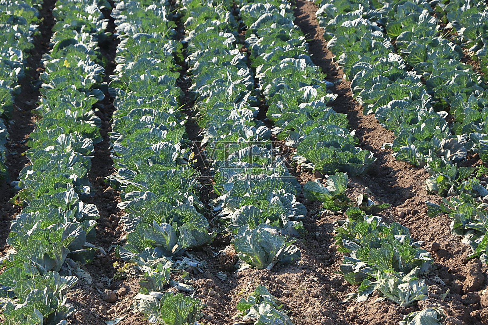 在一个阳光明媚的夏天，俄罗斯卷心菜田。在俄罗斯内陆的一个村庄种植蔬菜，夏季的自然乡村背景，照片摄影图片
