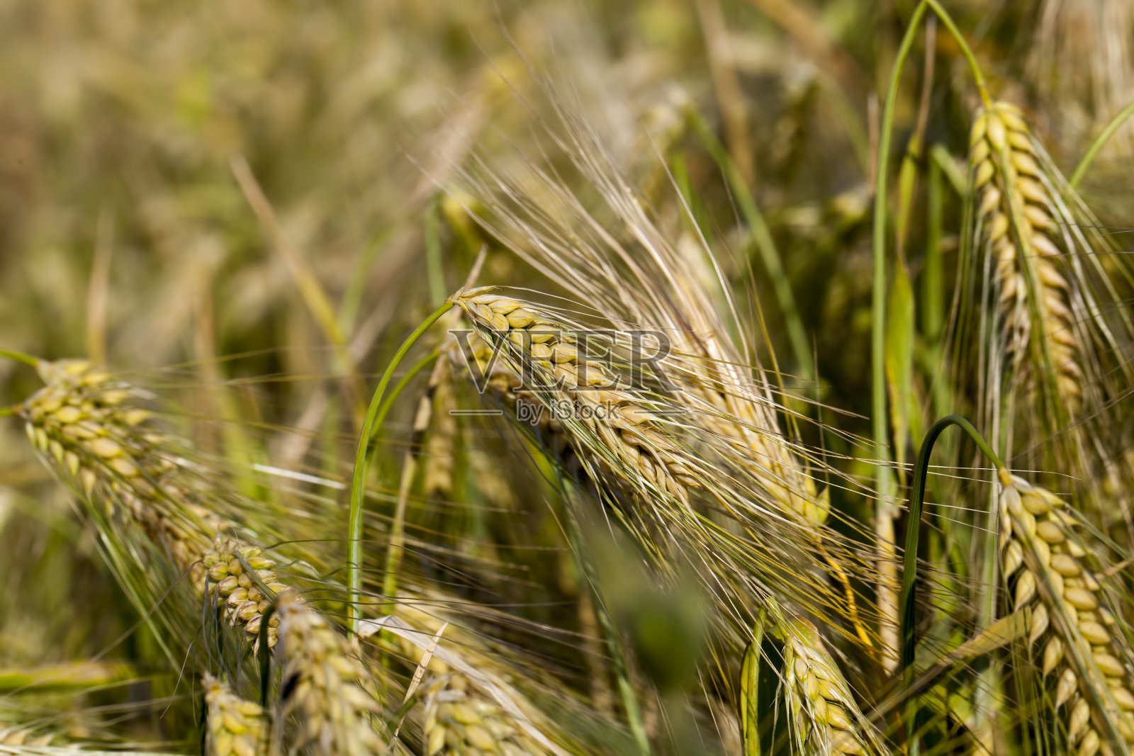 夏天的农田照片摄影图片