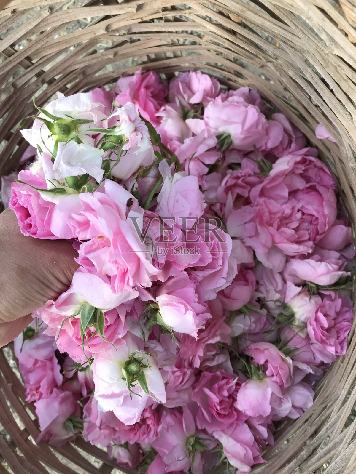 玫瑰在Isparta照片摄影图片