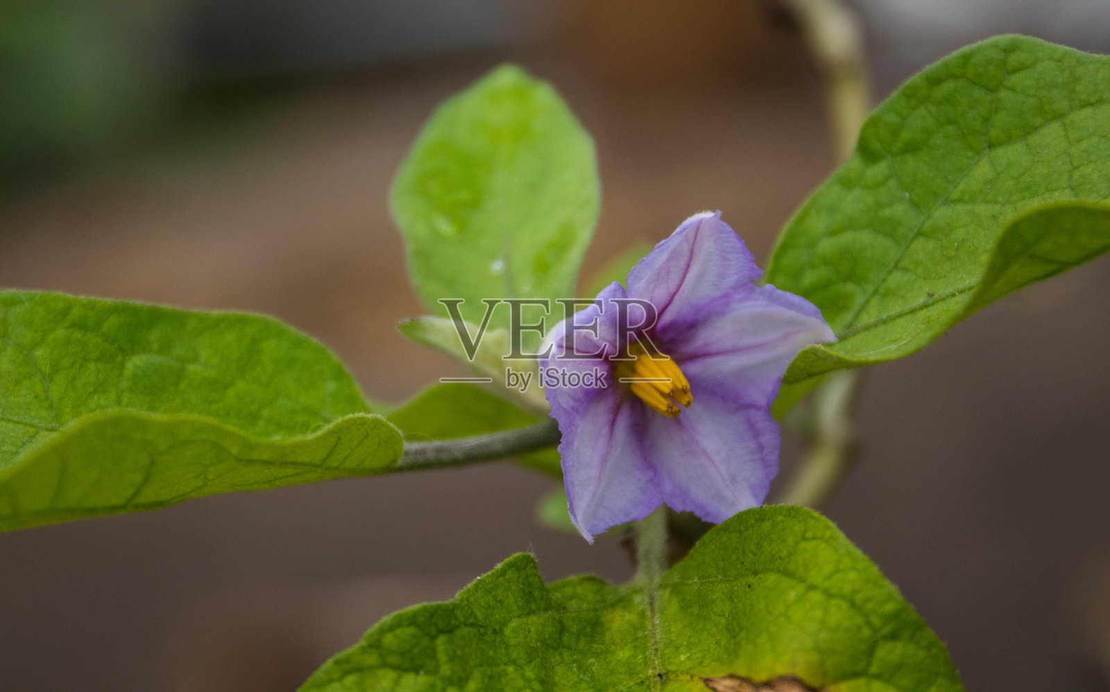 紫罗兰花，绿叶照片摄影图片