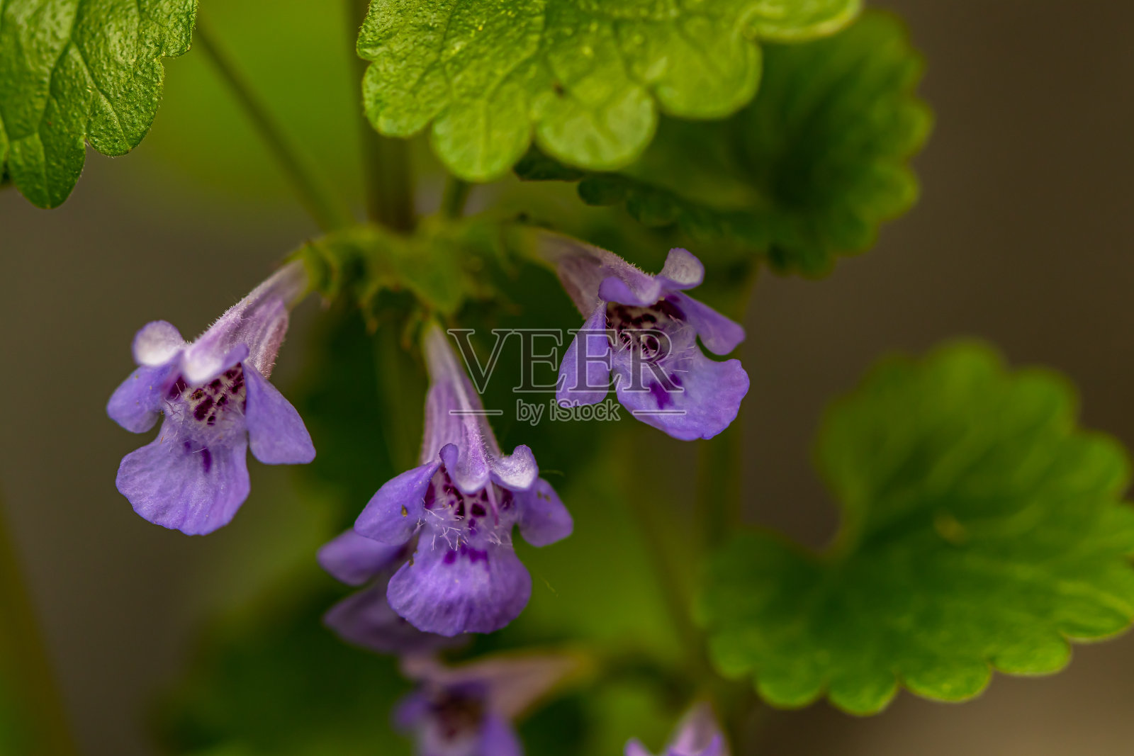 花园里的花葶照片摄影图片