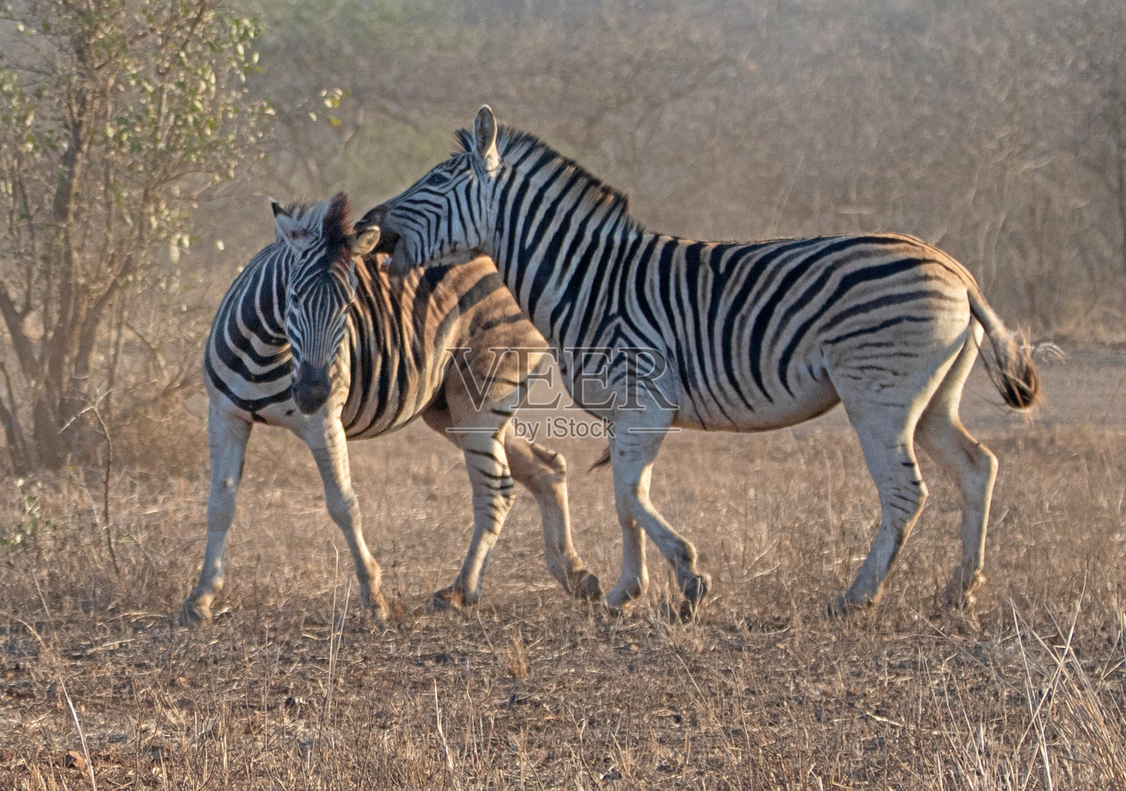在非洲南部的黄金时段，斑马种马在打斗照片摄影图片