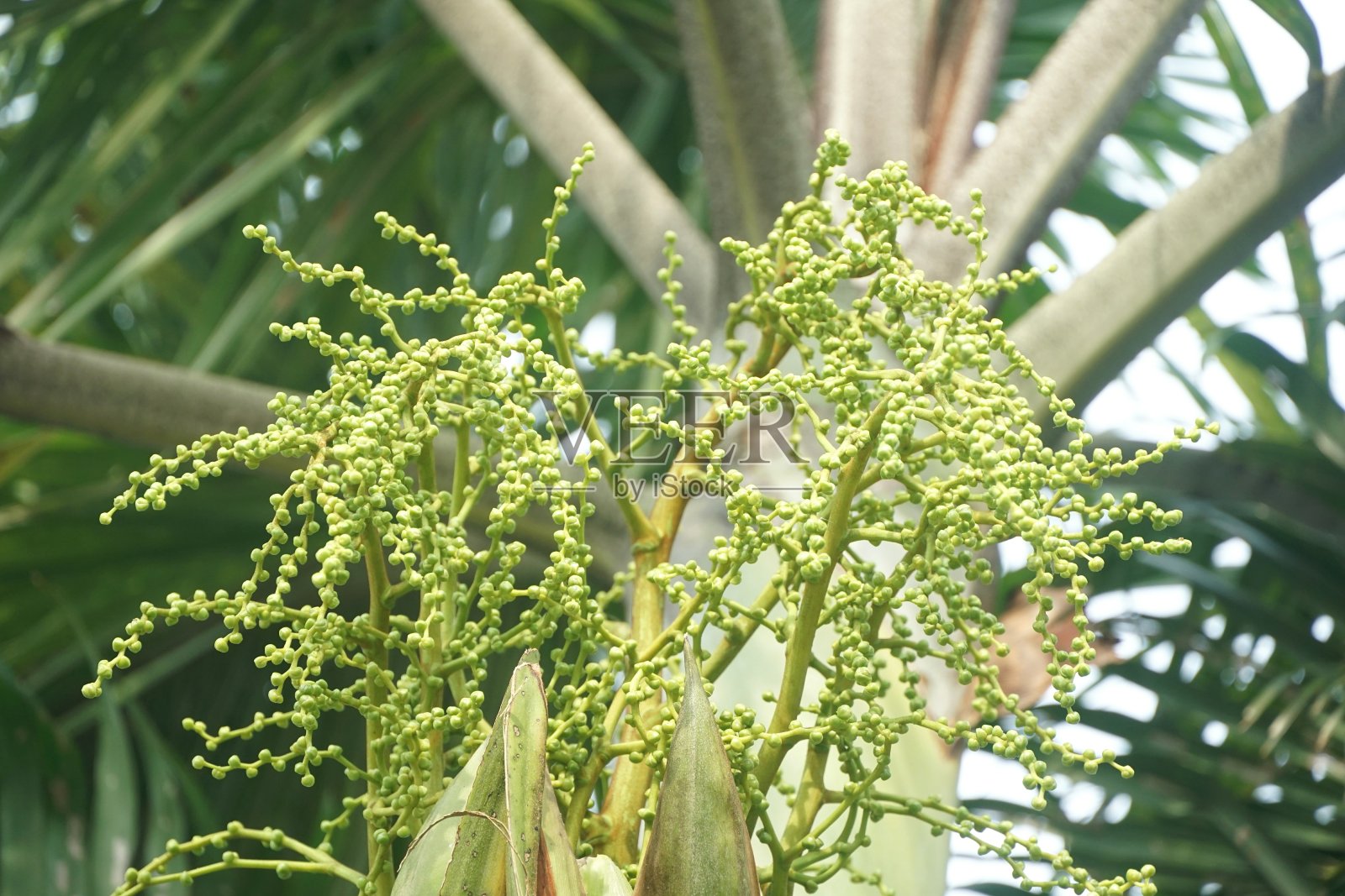 绿色的棕榈果在自然花园照片摄影图片
