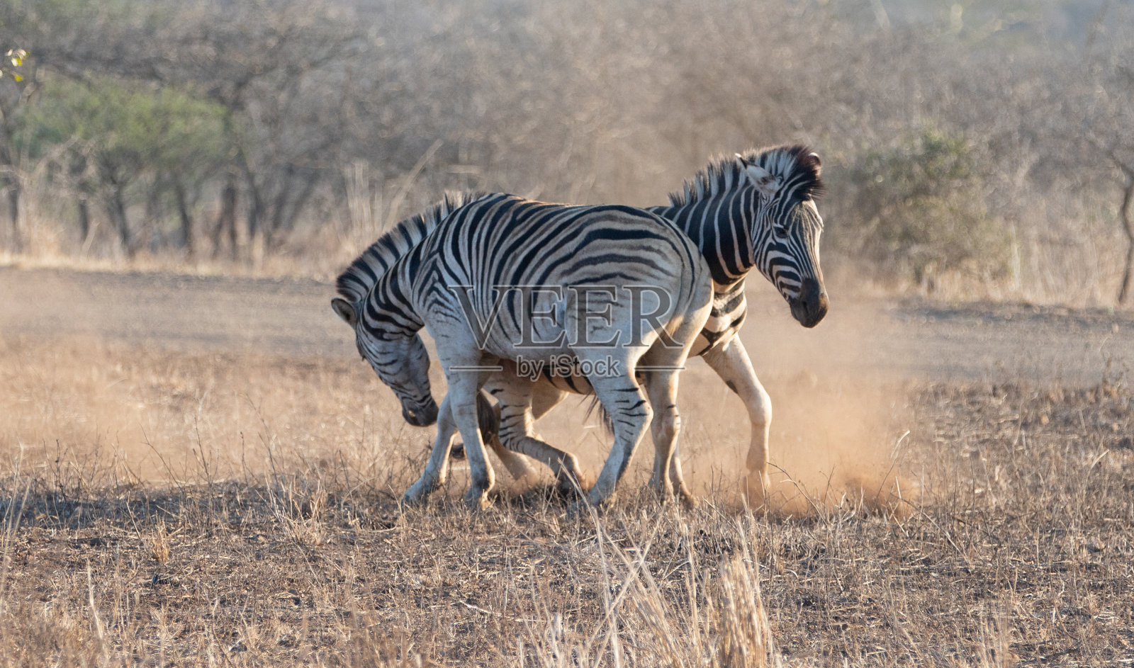 在非洲南部的黄金时段，斑马种马在打斗照片摄影图片