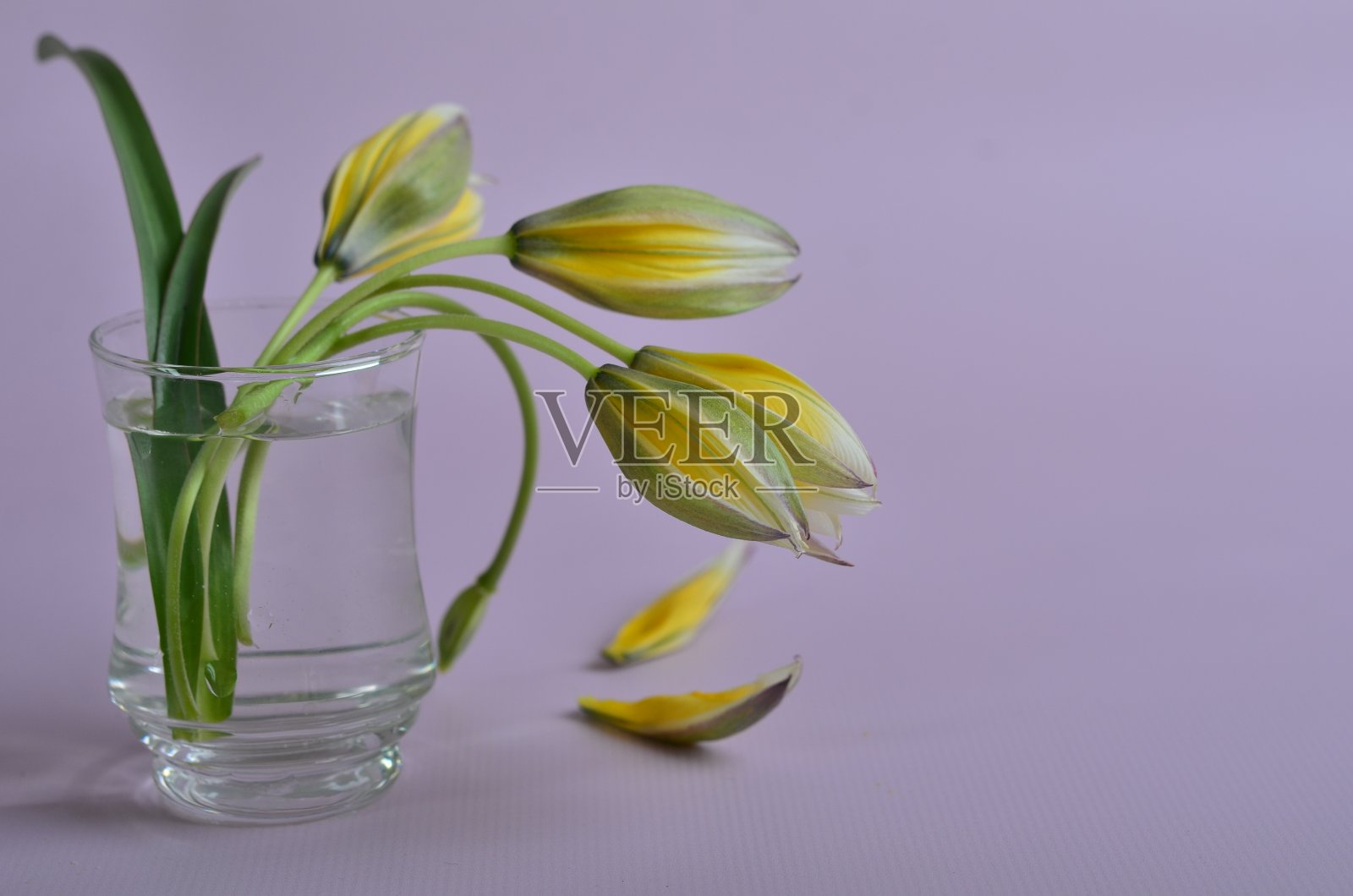 黄色郁金香在透明的玻璃堆。照片摄影图片