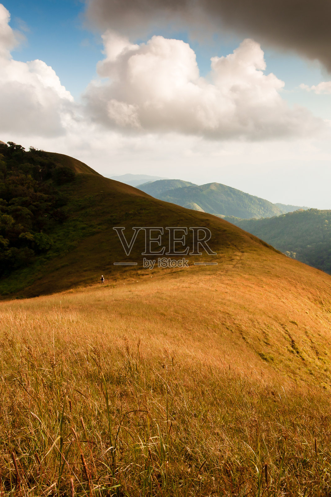 在山顶的金色草坪上徒步。照片摄影图片