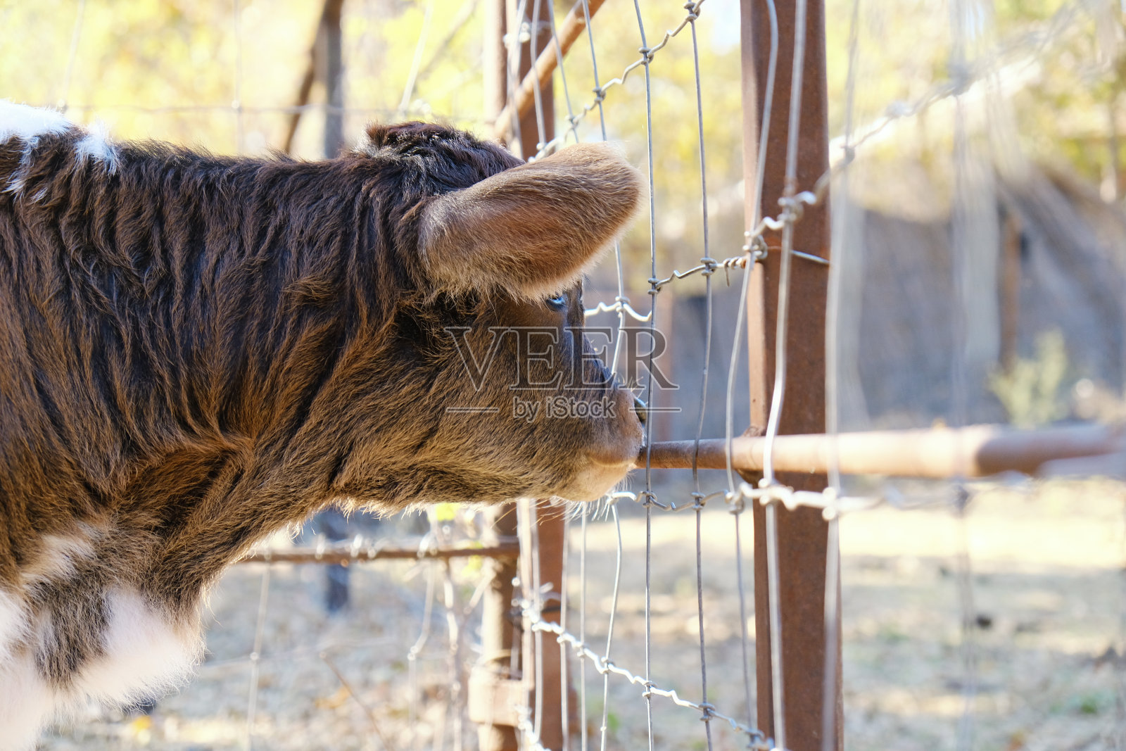 一个可爱的小牛的肖像近距离照片摄影图片