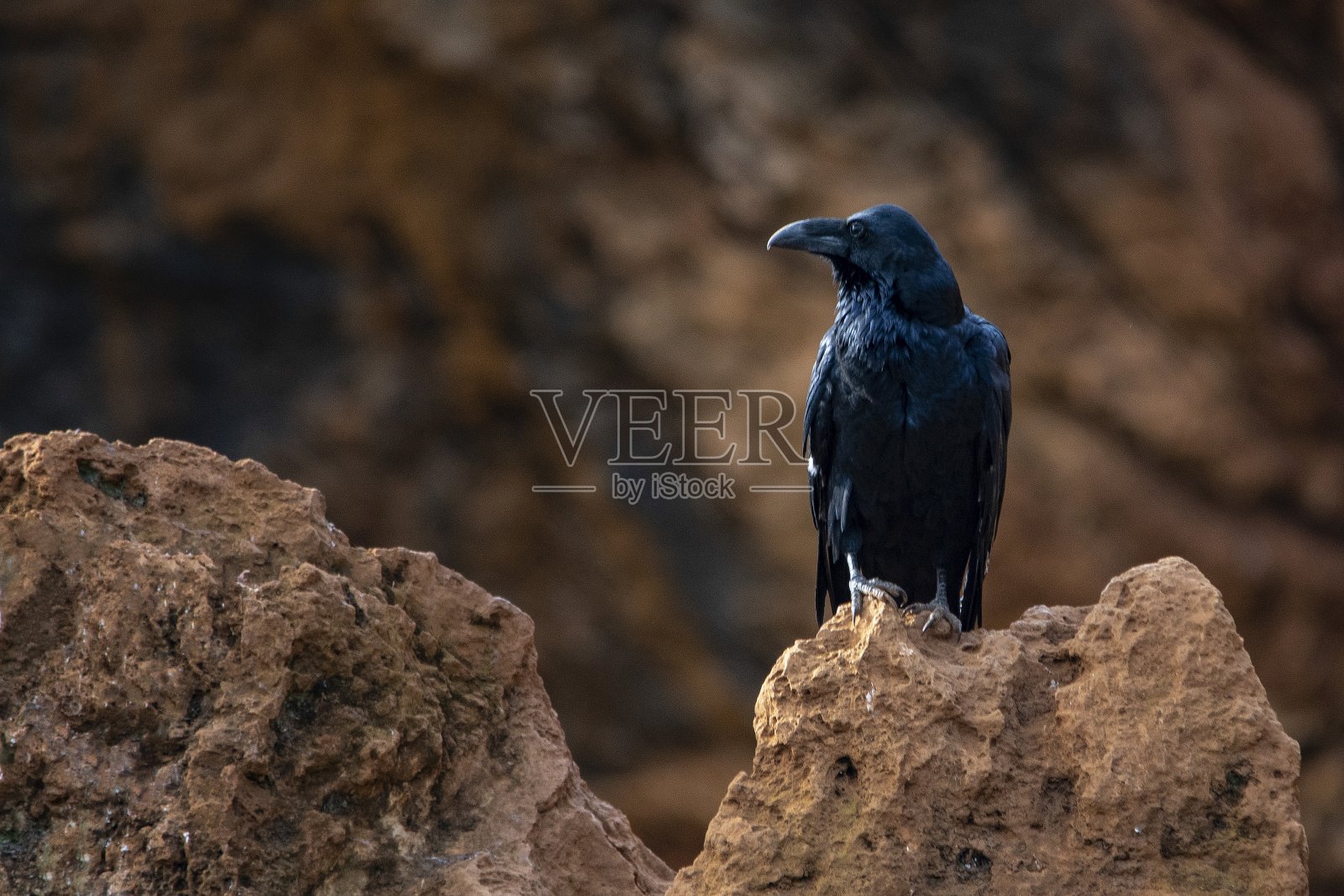 鸟类在自然环境中照片摄影图片