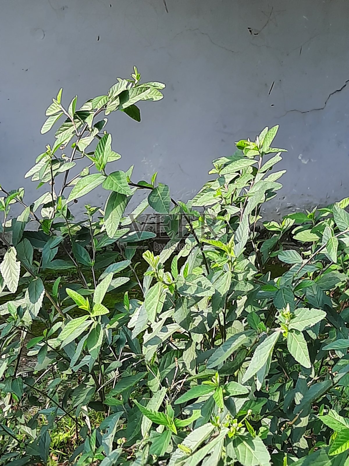 野生植物照片摄影图片