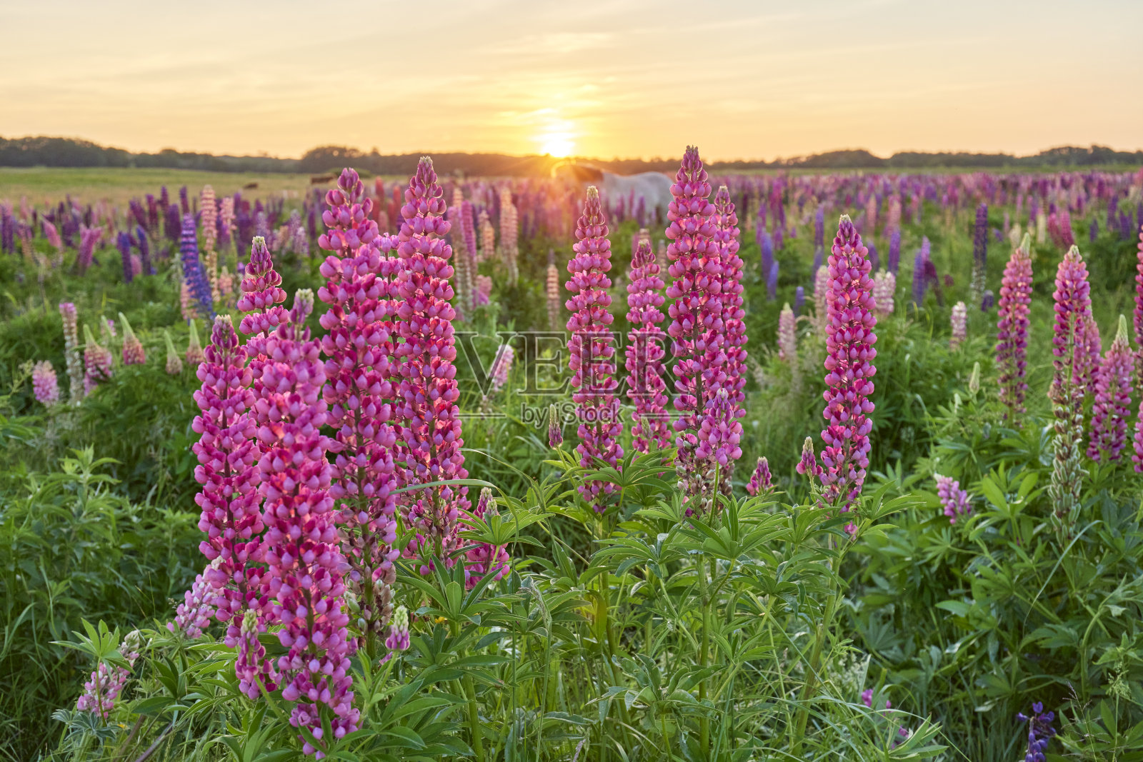 卢平在日落照片摄影图片