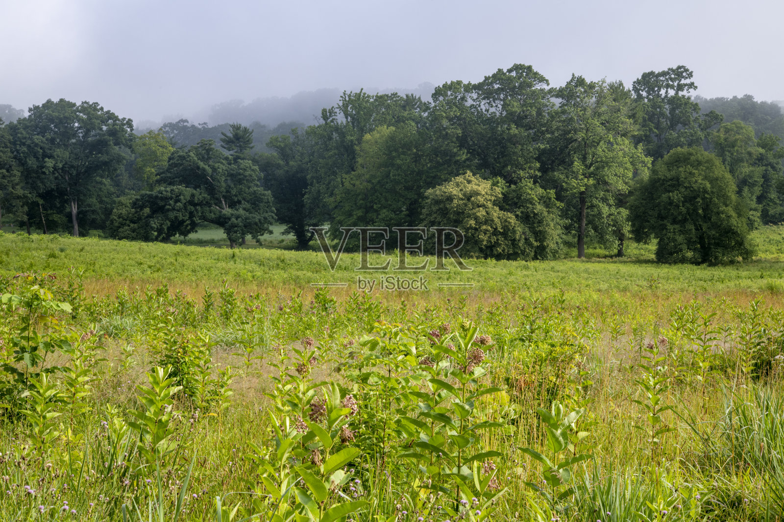 福吉谷国家历史公园的风景照片摄影图片