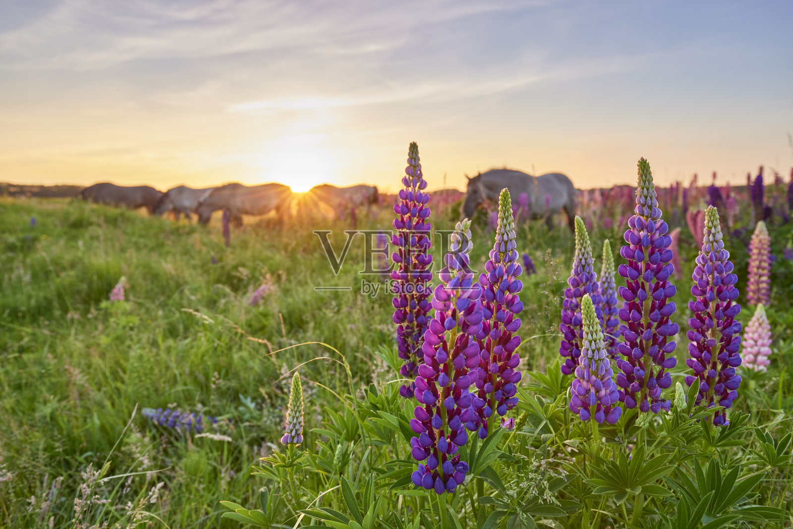 卢平在日落照片摄影图片