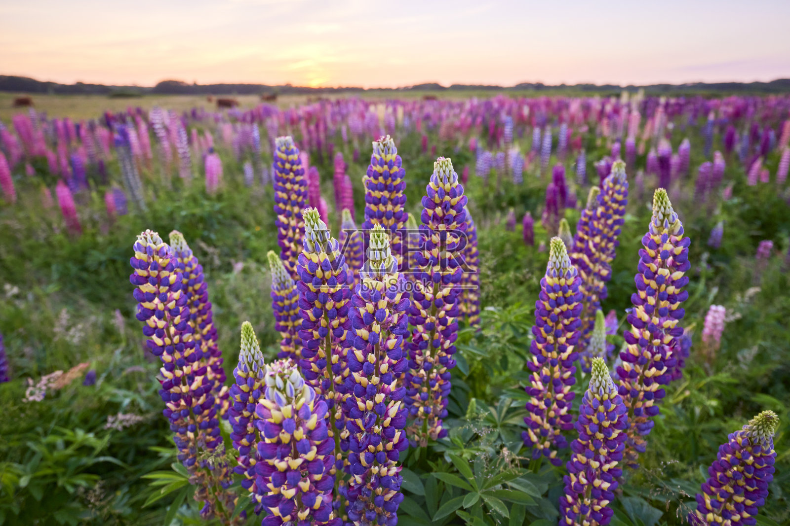 卢平在日落照片摄影图片