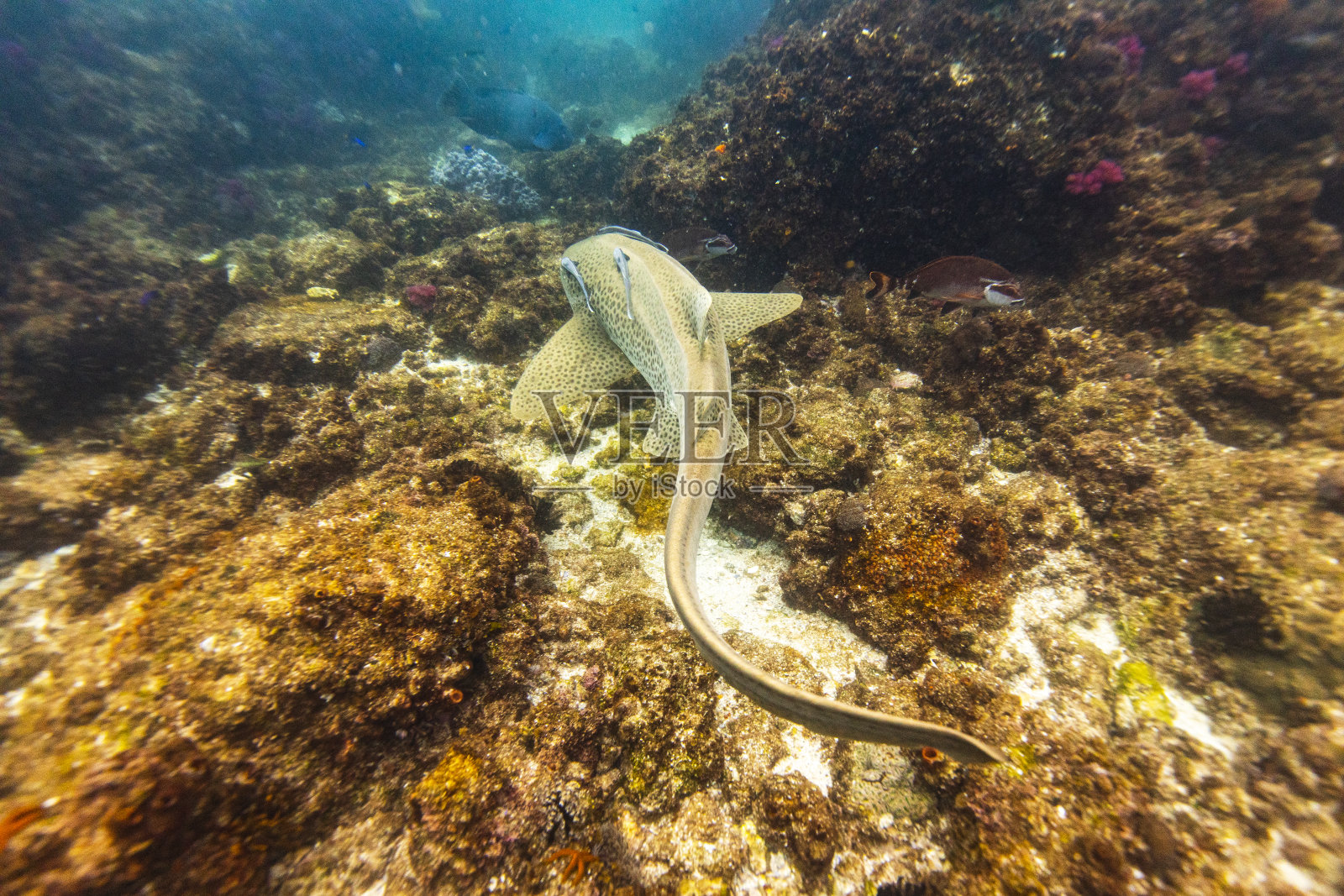 豹鲨沿着珊瑚礁游泳的后视图照片摄影图片