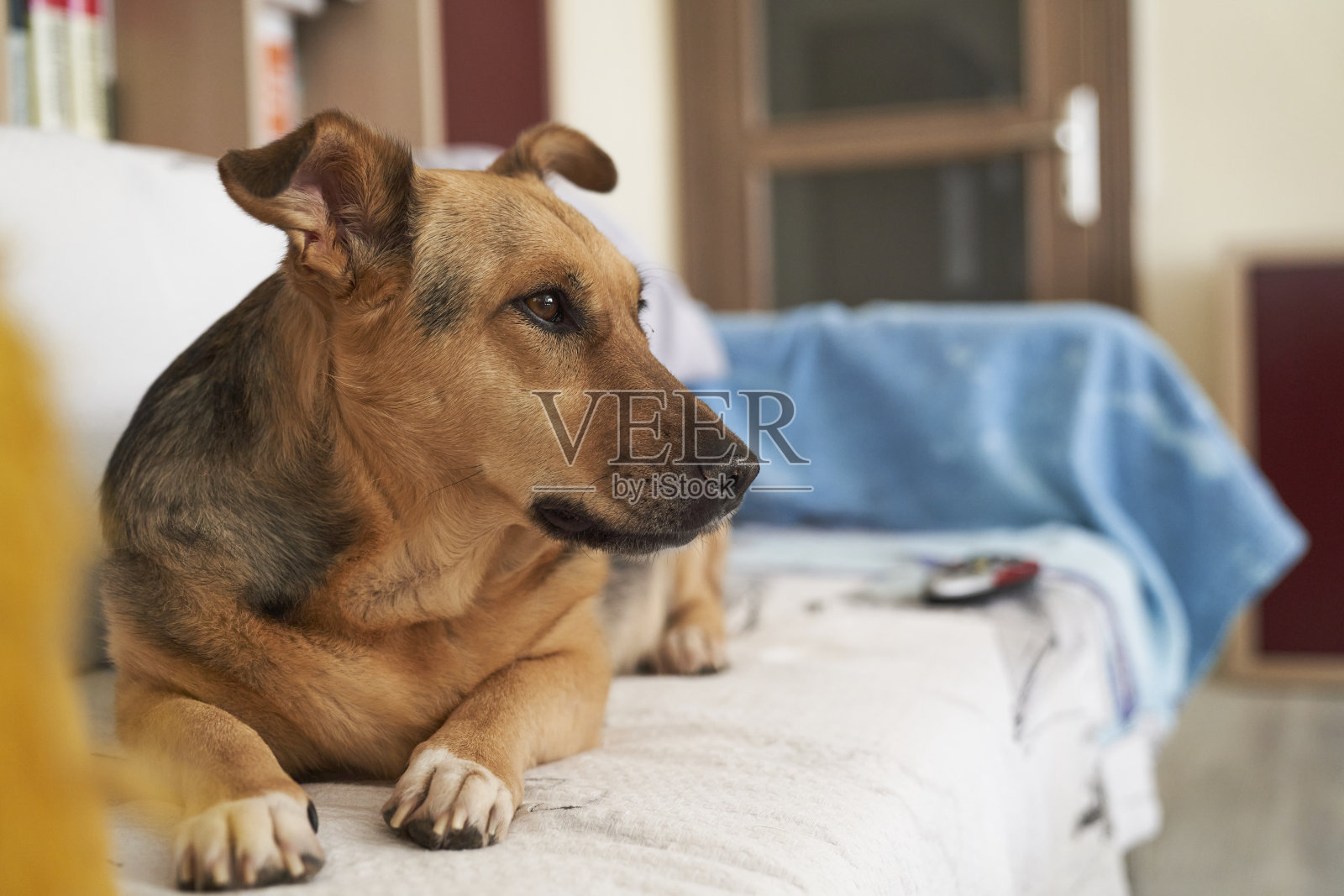 一条短腿的狗躺在沙发上照片摄影图片