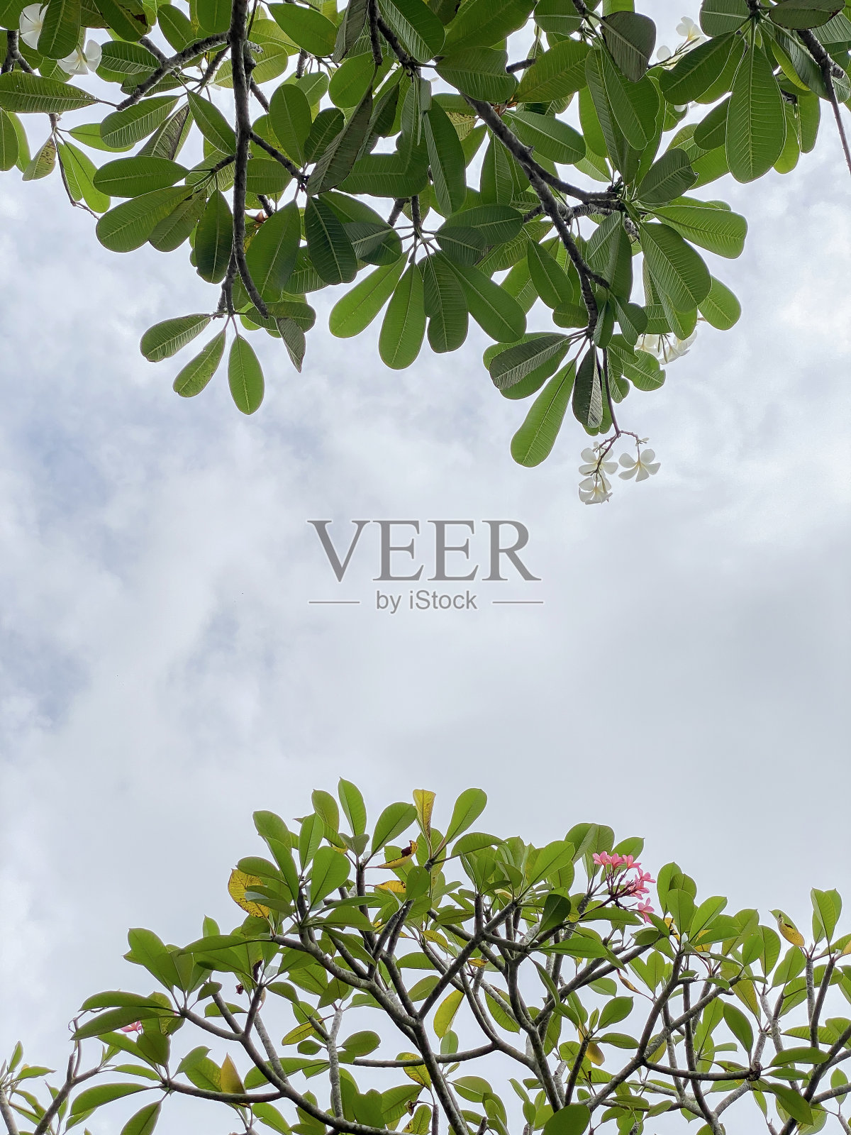 Kmaboja和照片摄影图片