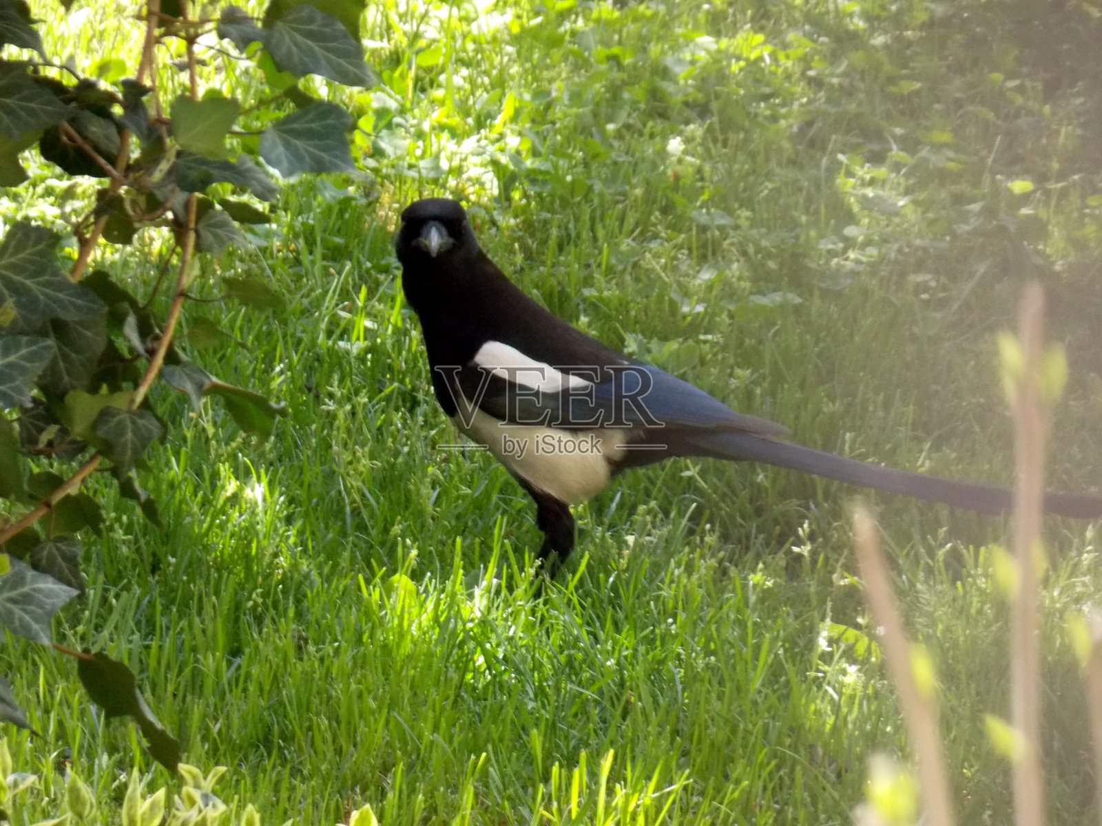 绿草地上的一只喜鹊照片摄影图片