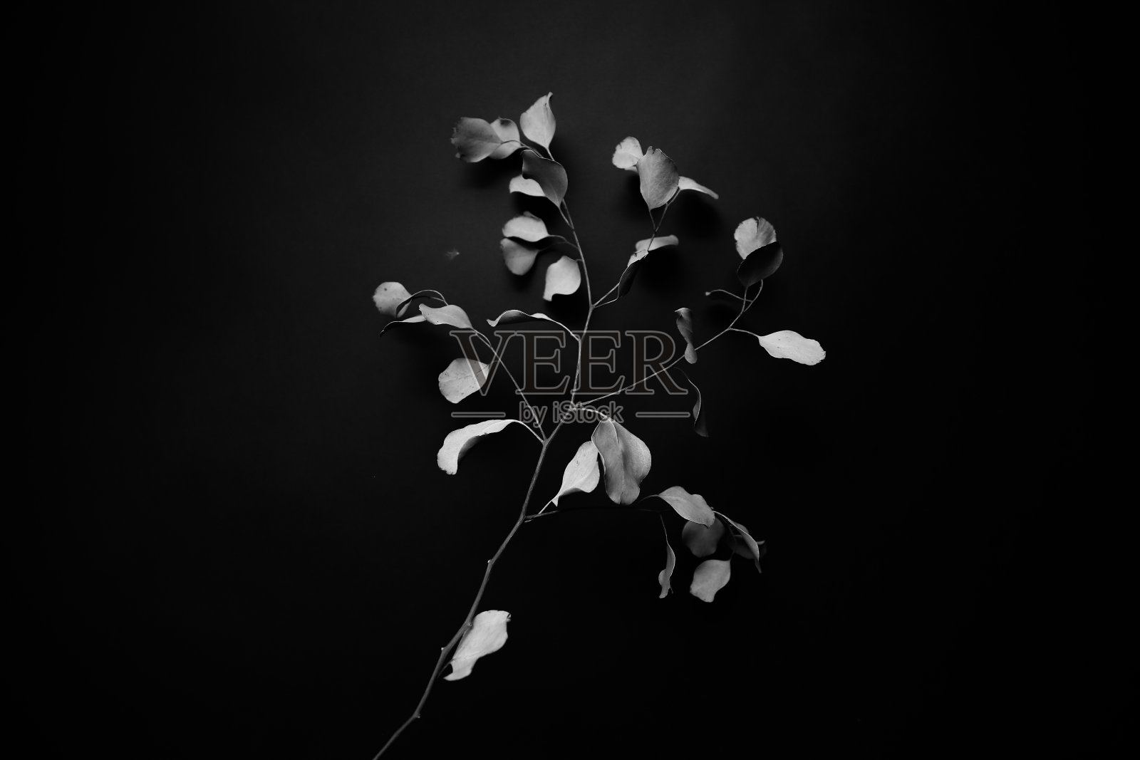 干燥的桉树标本馆的树枝上的黑色背景照片摄影图片