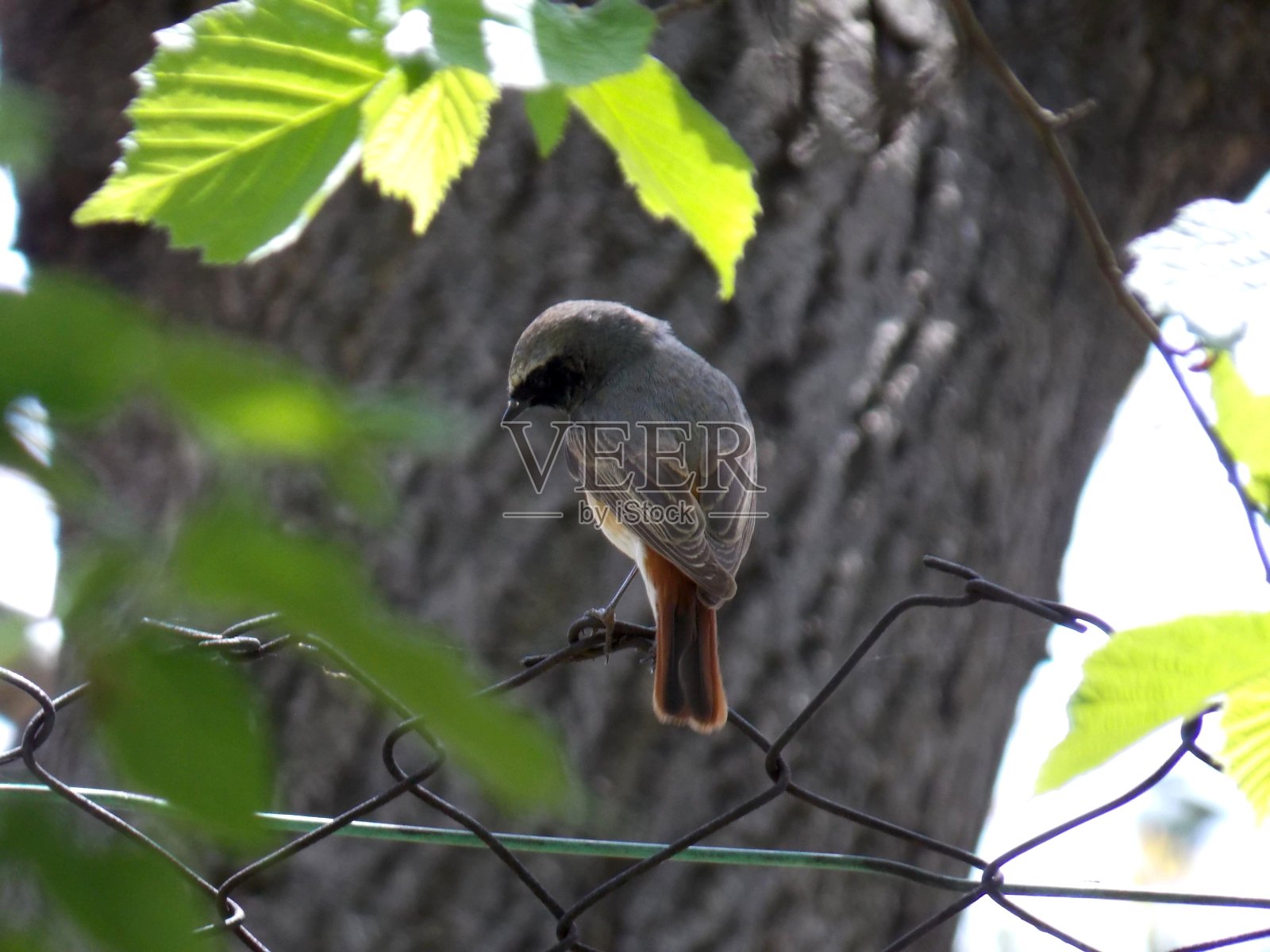 铁丝篱笆上的一只小鸟照片摄影图片