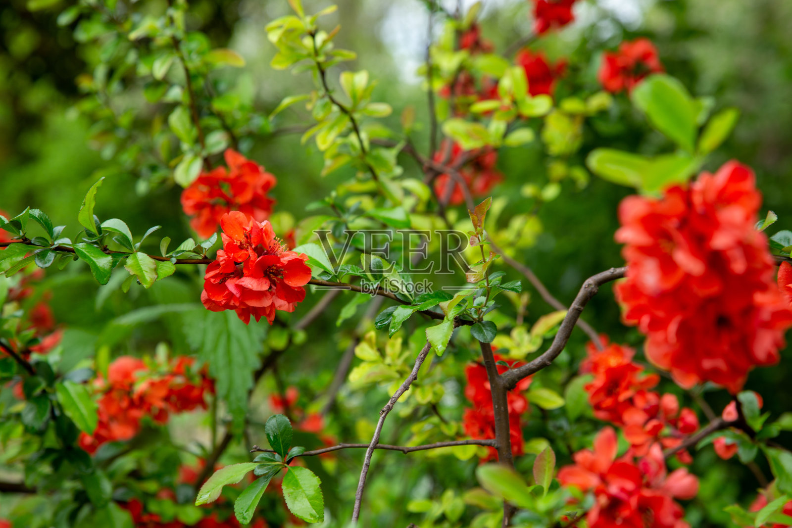 红色的花照片摄影图片