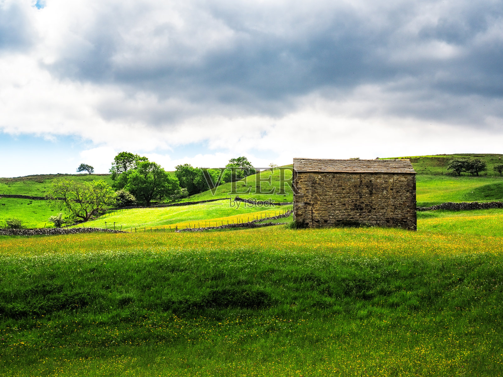 有谷仓的草地上的毛茛照片摄影图片