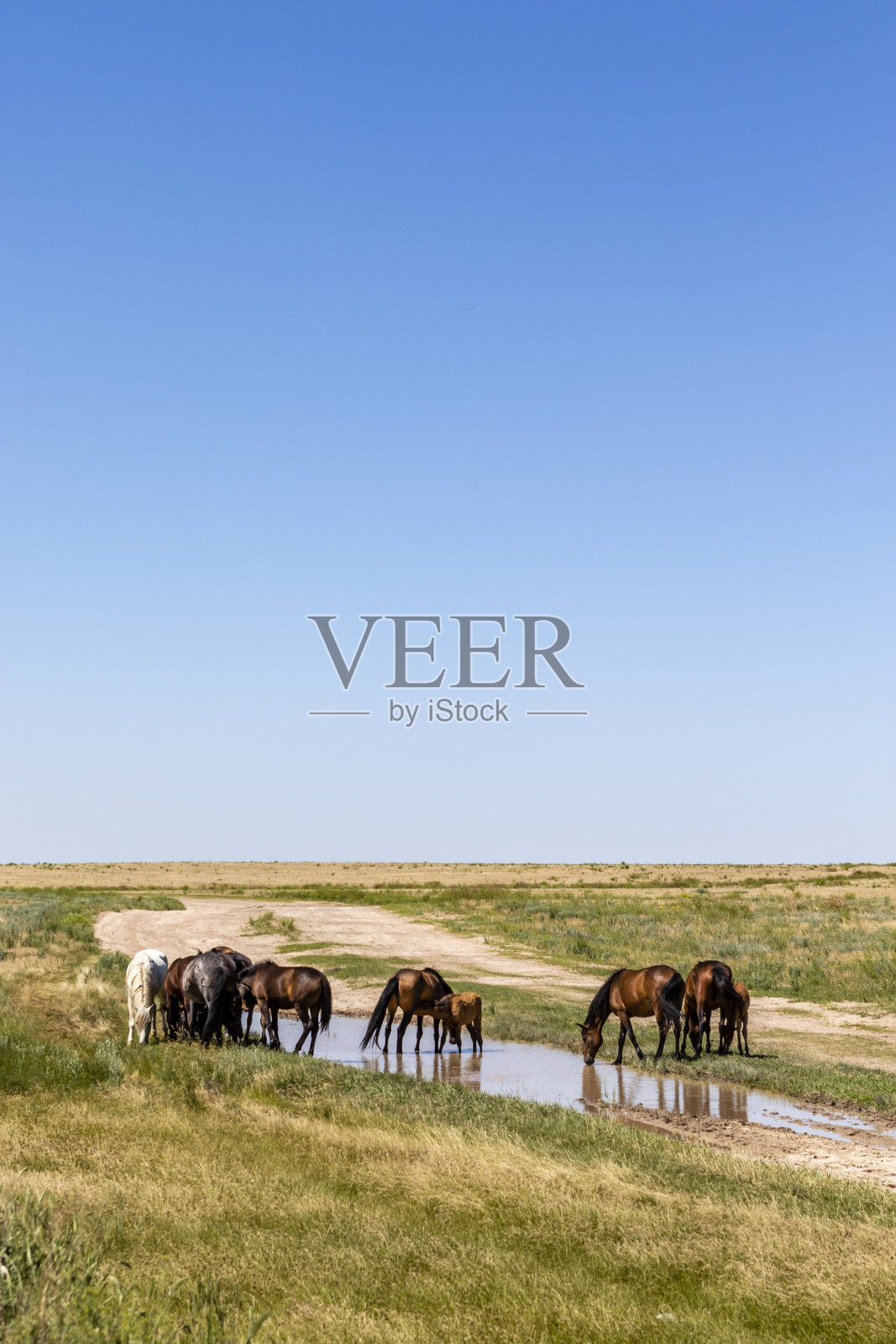 野马在宽广的草原在哈萨克斯坦-中亚照片摄影图片